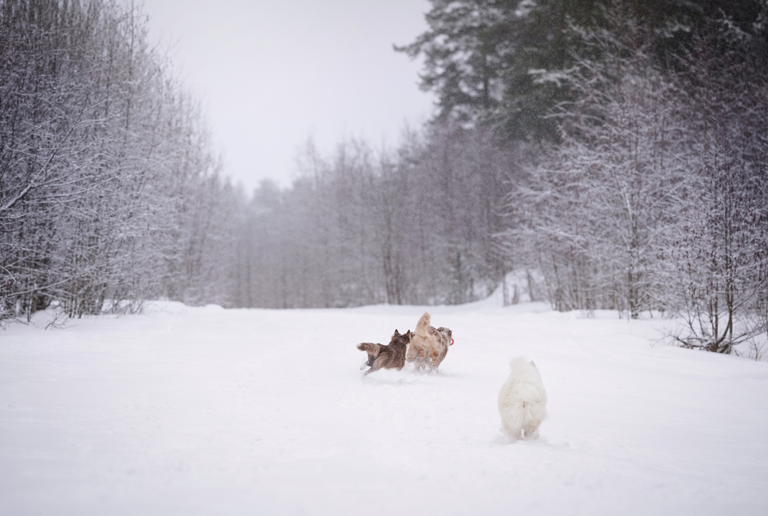 Красно-рыжая банда. Фотограф-анималист в Санкт-Петербурге Яна Мартынова