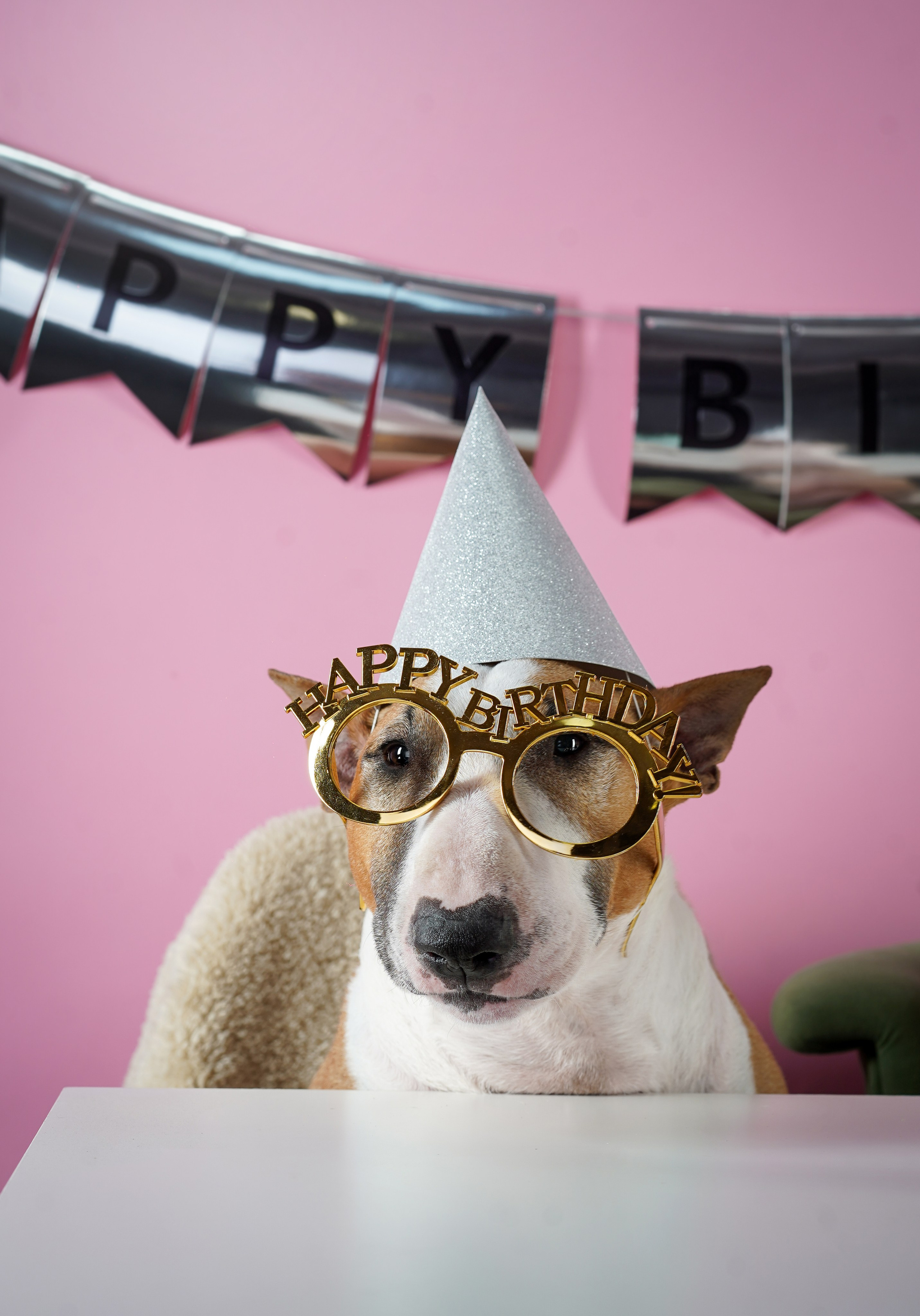 День Рождения Панды. Фотограф-анималист в Санкт-Петербурге Яна Мартынова