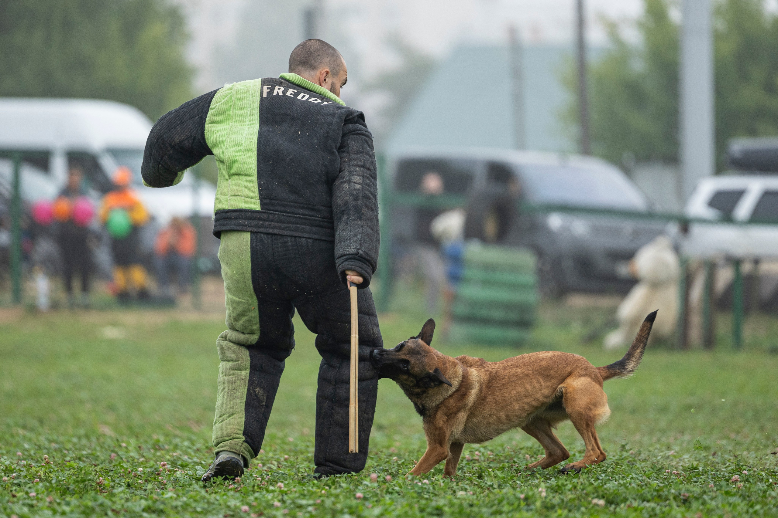 Соревнования по Мондьорингу г. Вологда 10-11.08.2024. Фотограф-анималист Анна Маринич
