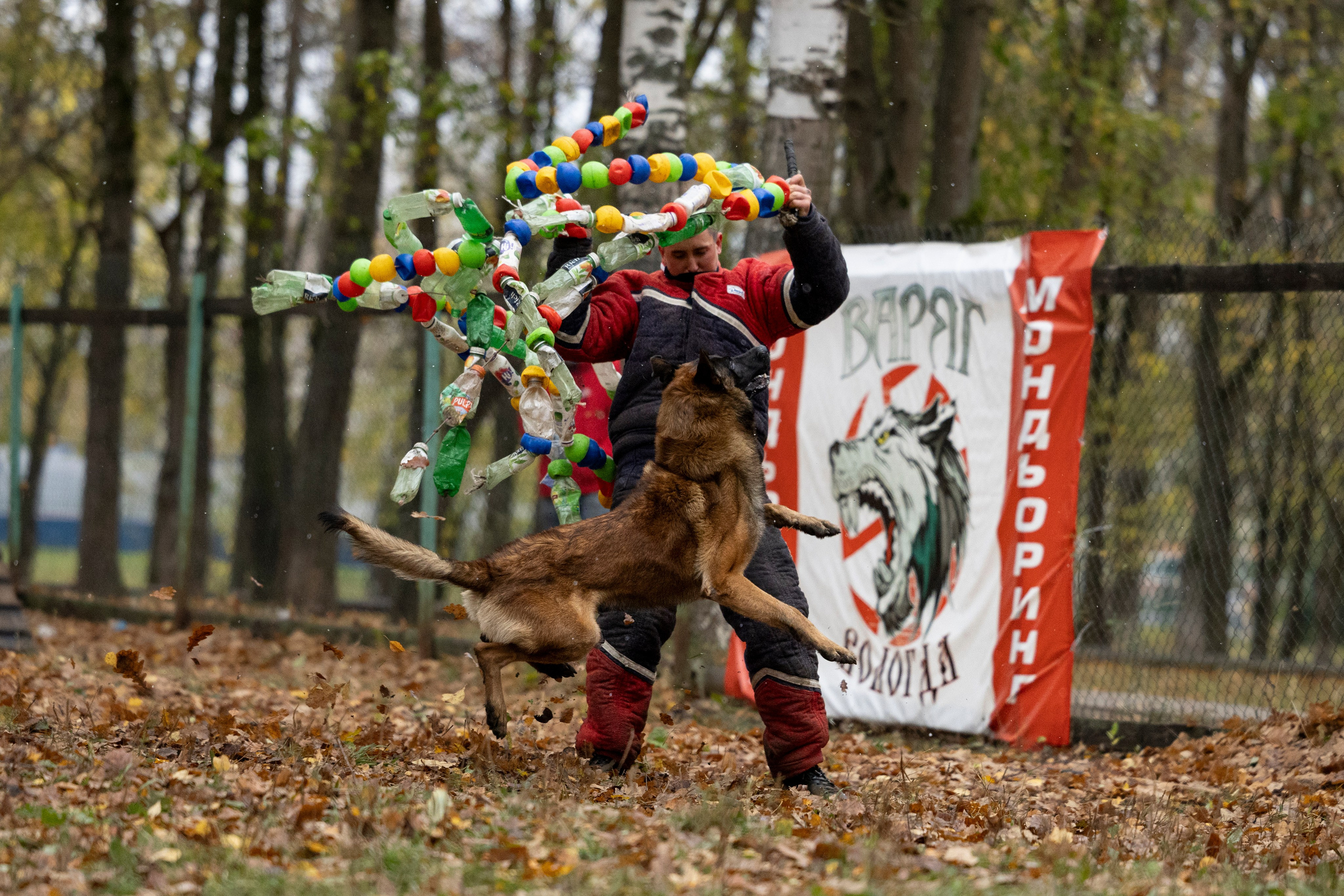 Соревнования по Мондьорингу г. Вологда. Фотограф-анималист Анна Маринич