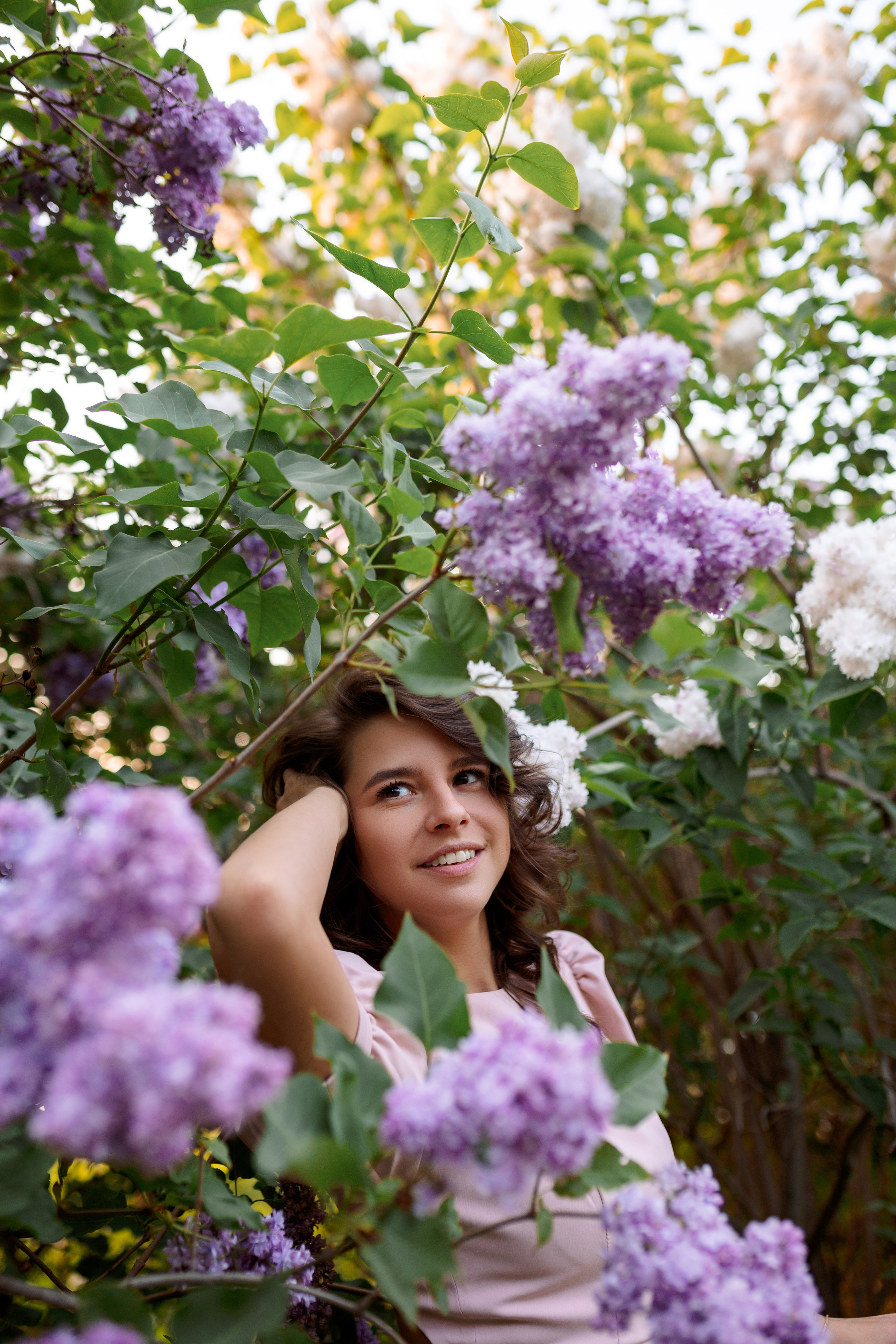 Цветение в сиреневом саду. Главная