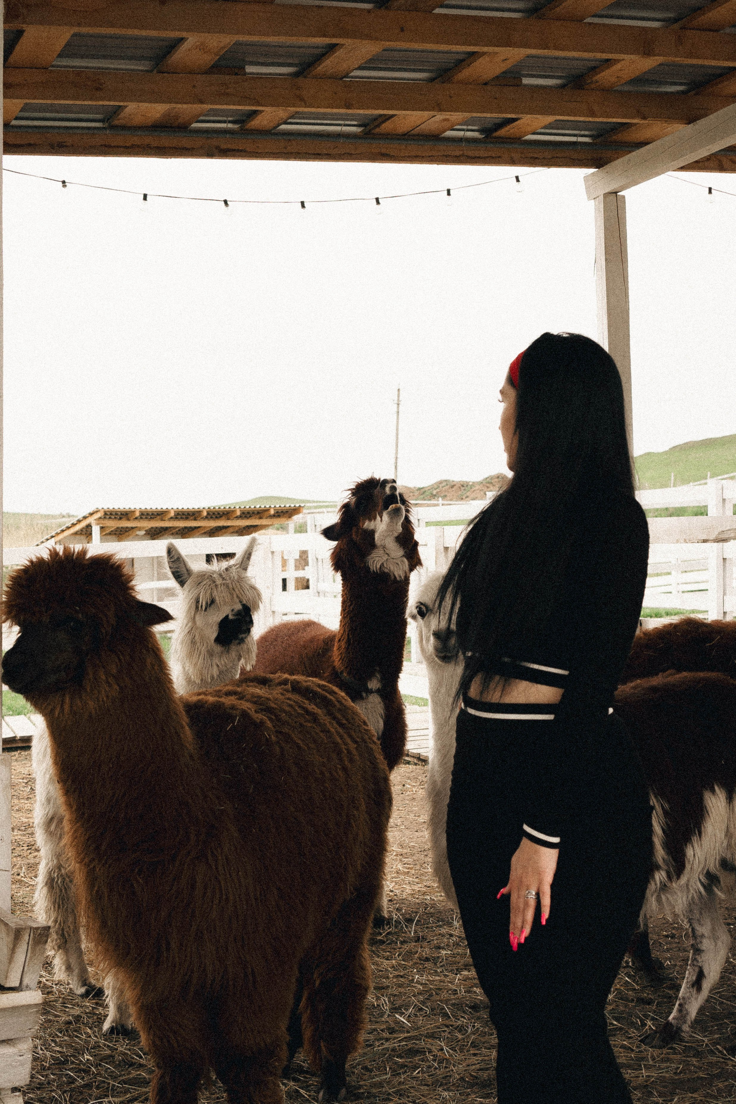 Ферма Альпак. Профессиональный фотограф, Санкт-Петербург — Виктория Богомолова
