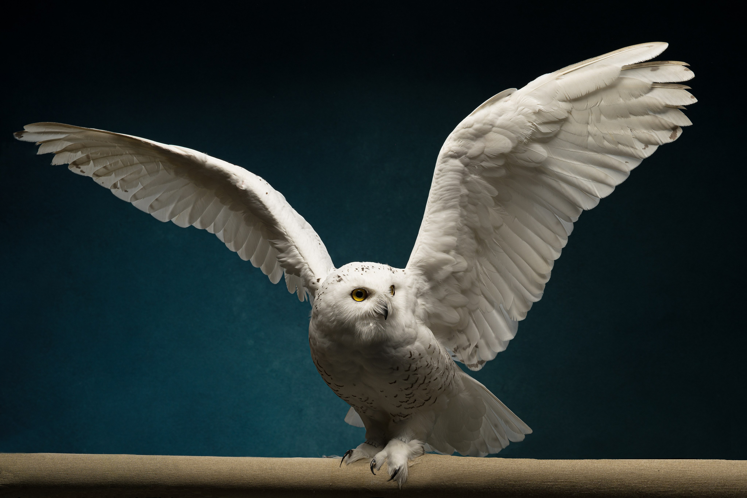 Студийные съемки. Портретный фотограф в Челябинске Катерина Руди