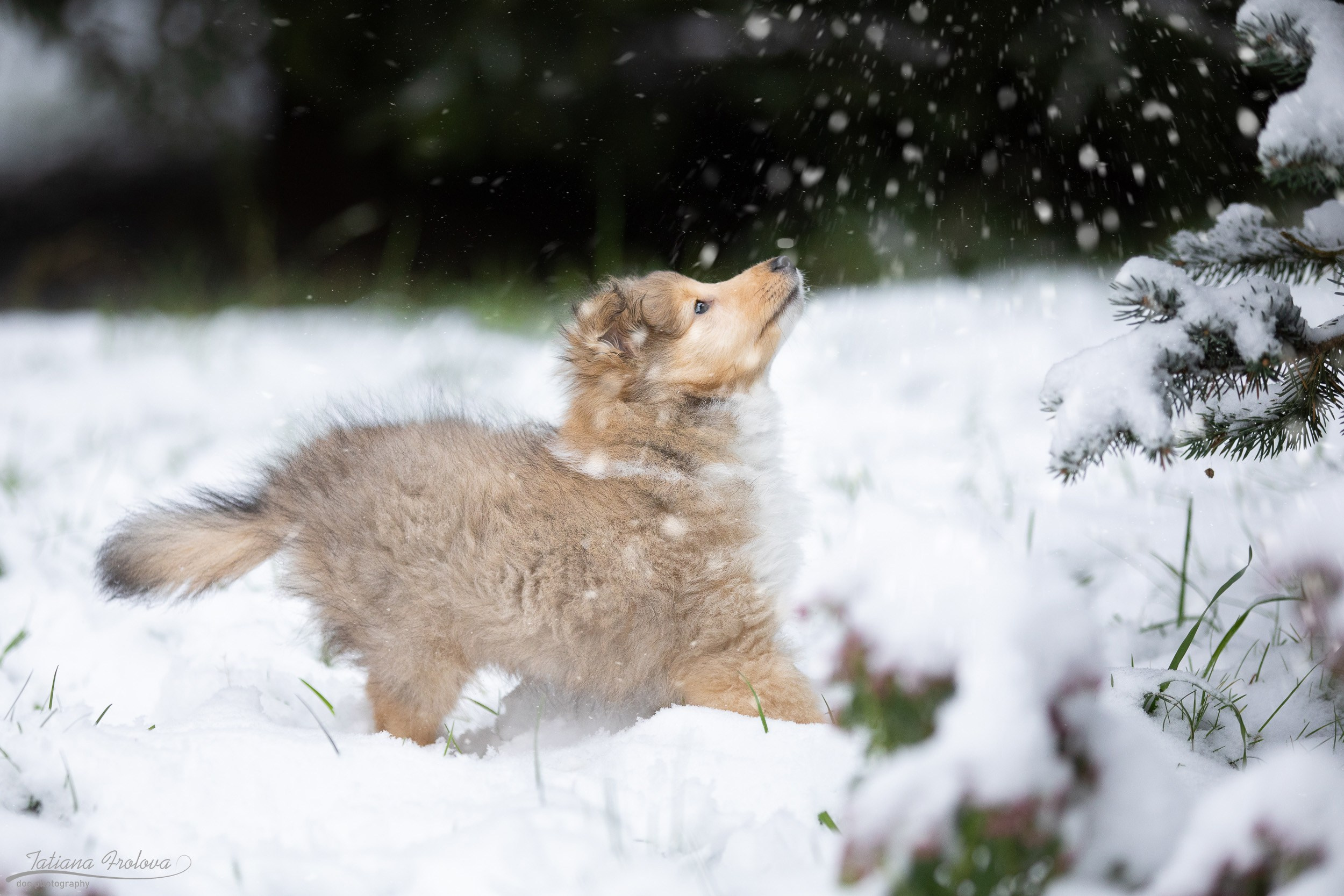 Фото для щенка перед отъездом к владельцу. Фотограф-анималист в Москве и Московской области Татьяна Фролова