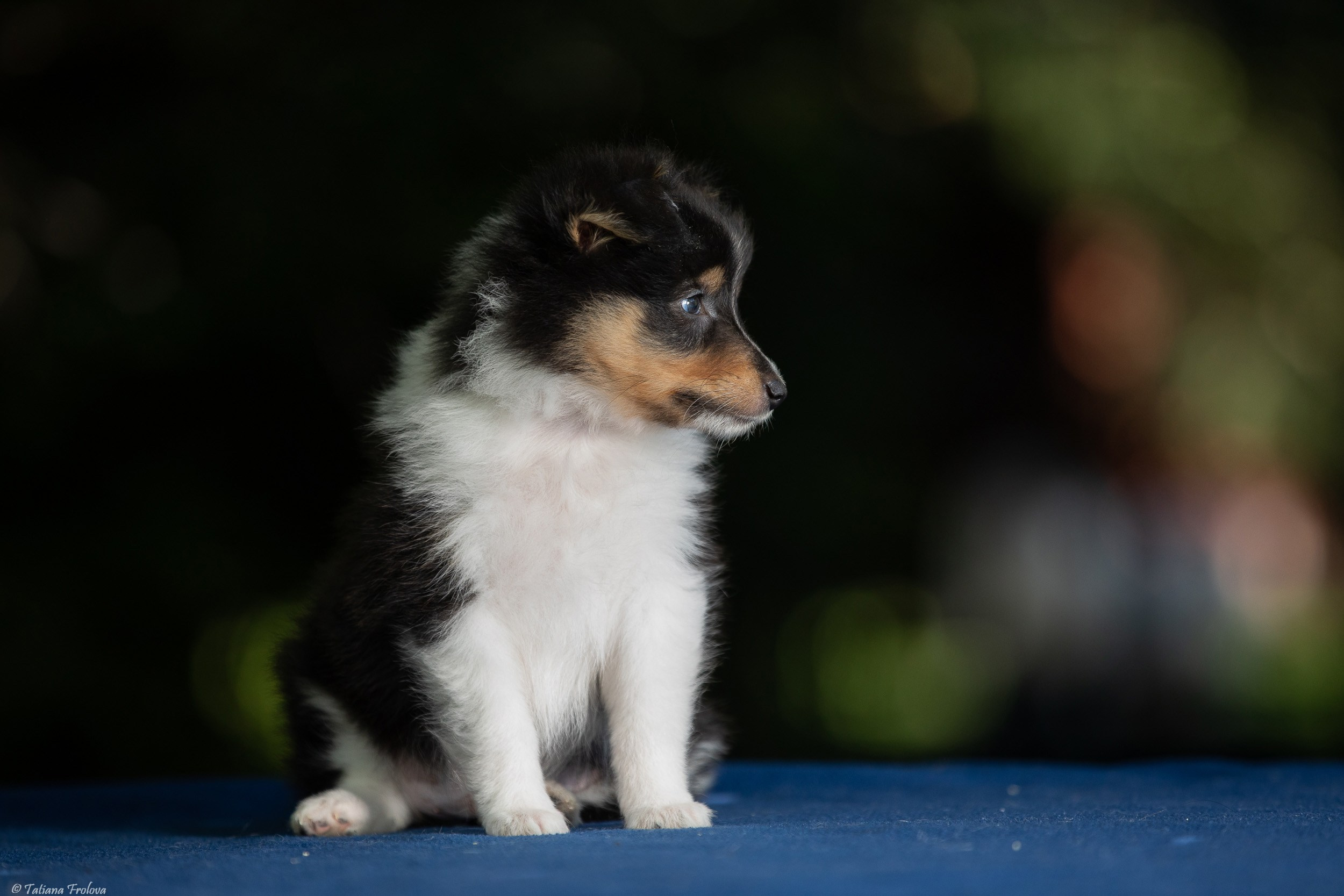 Фото помета щенков для продажи. Фотограф-анималист в Москве и Московской области Татьяна Фролова