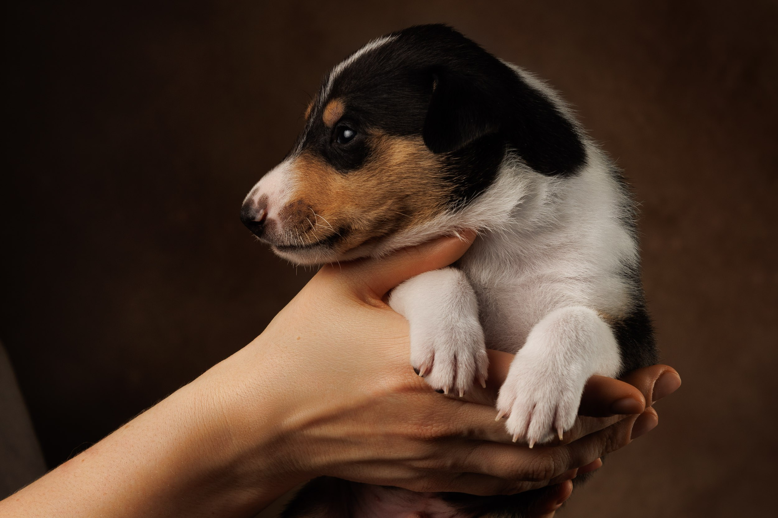 Триколор на коричневом. Фотограф-анималист в Москве и Московской области Татьяна Фролова