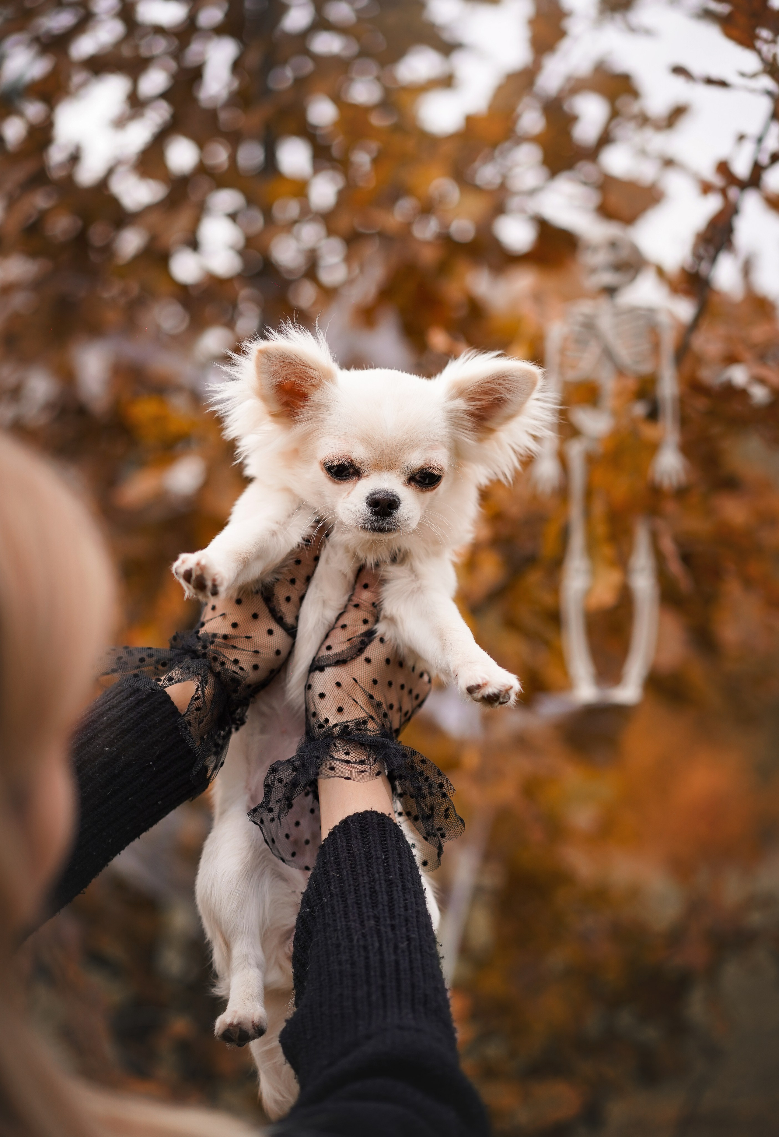 Фотодень Хэллоуин 2025. Фотограф-анималист в Санкт-Петербурге Яна Мартынова
