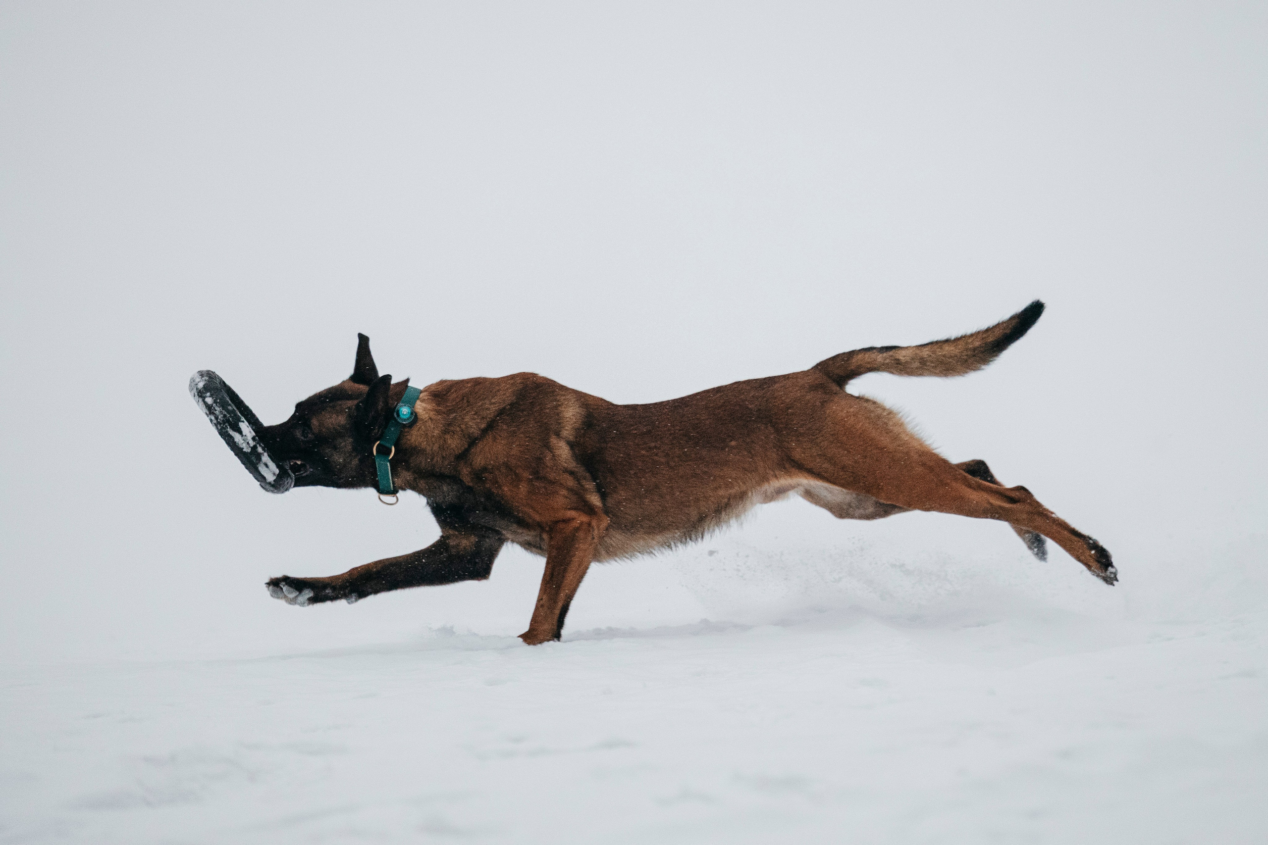 Карьер. Фотограф-анималист Анна Маринич