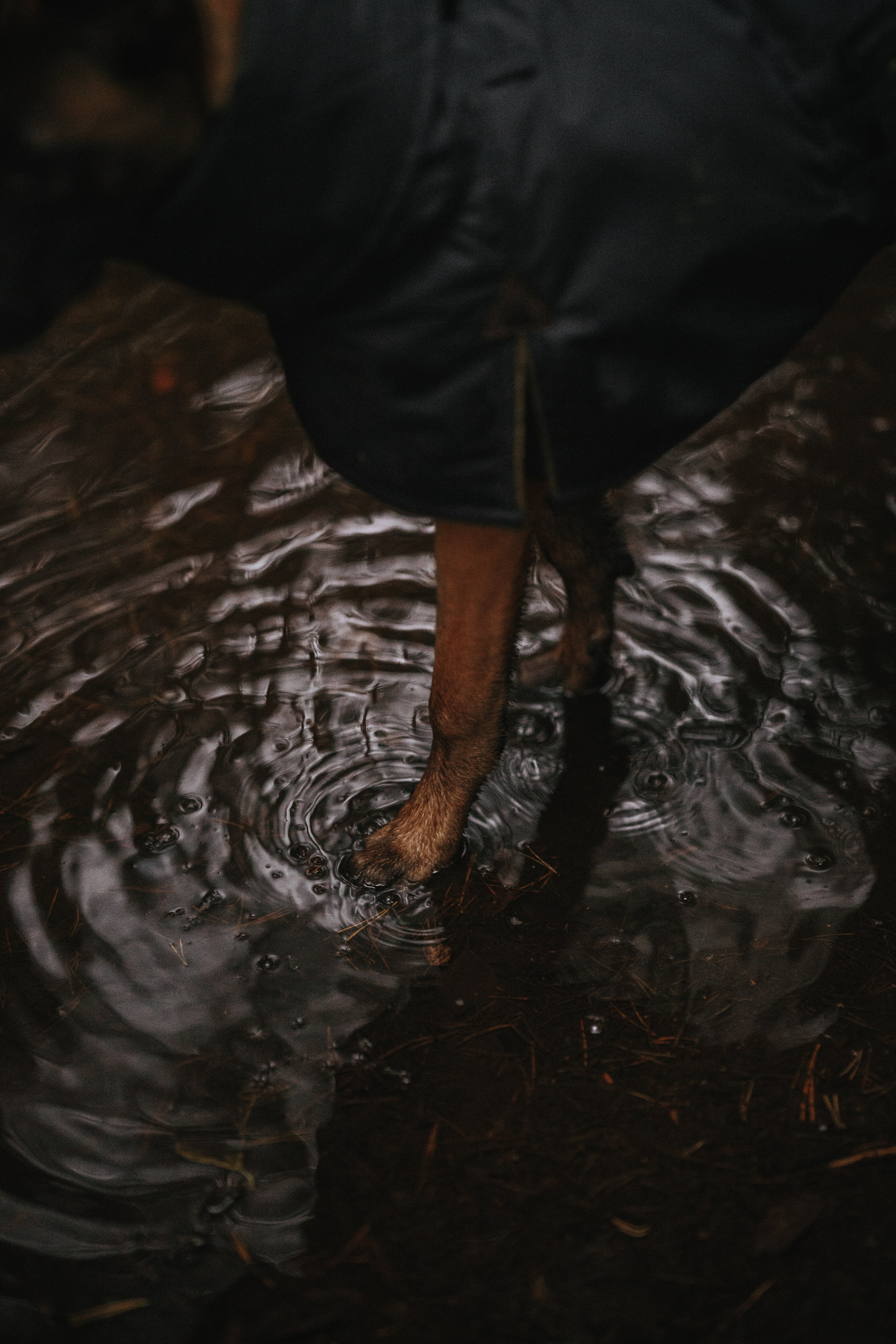 Одежда для собак Bravehound. Фотограф анималист Осипчикова Мария