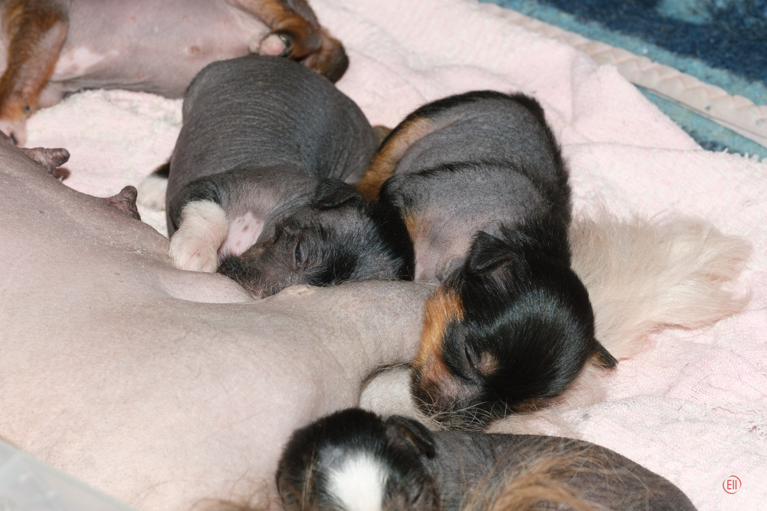 Litter V. Poale Ell Chinese Crested Dog Kennel: Buy a puppy from the kennel