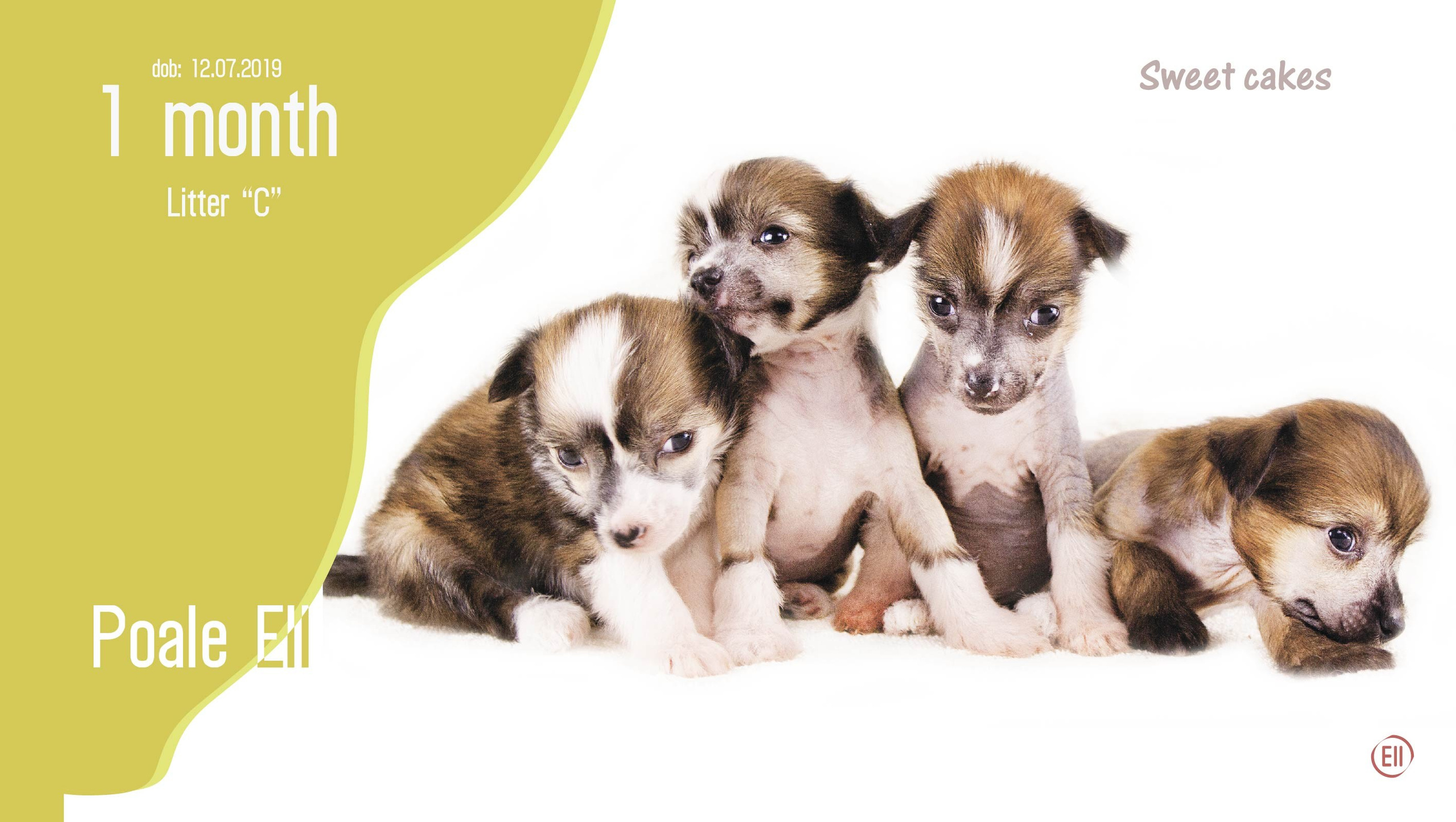 Litter C. Chinese Crested Dog Kennel Poale Ell