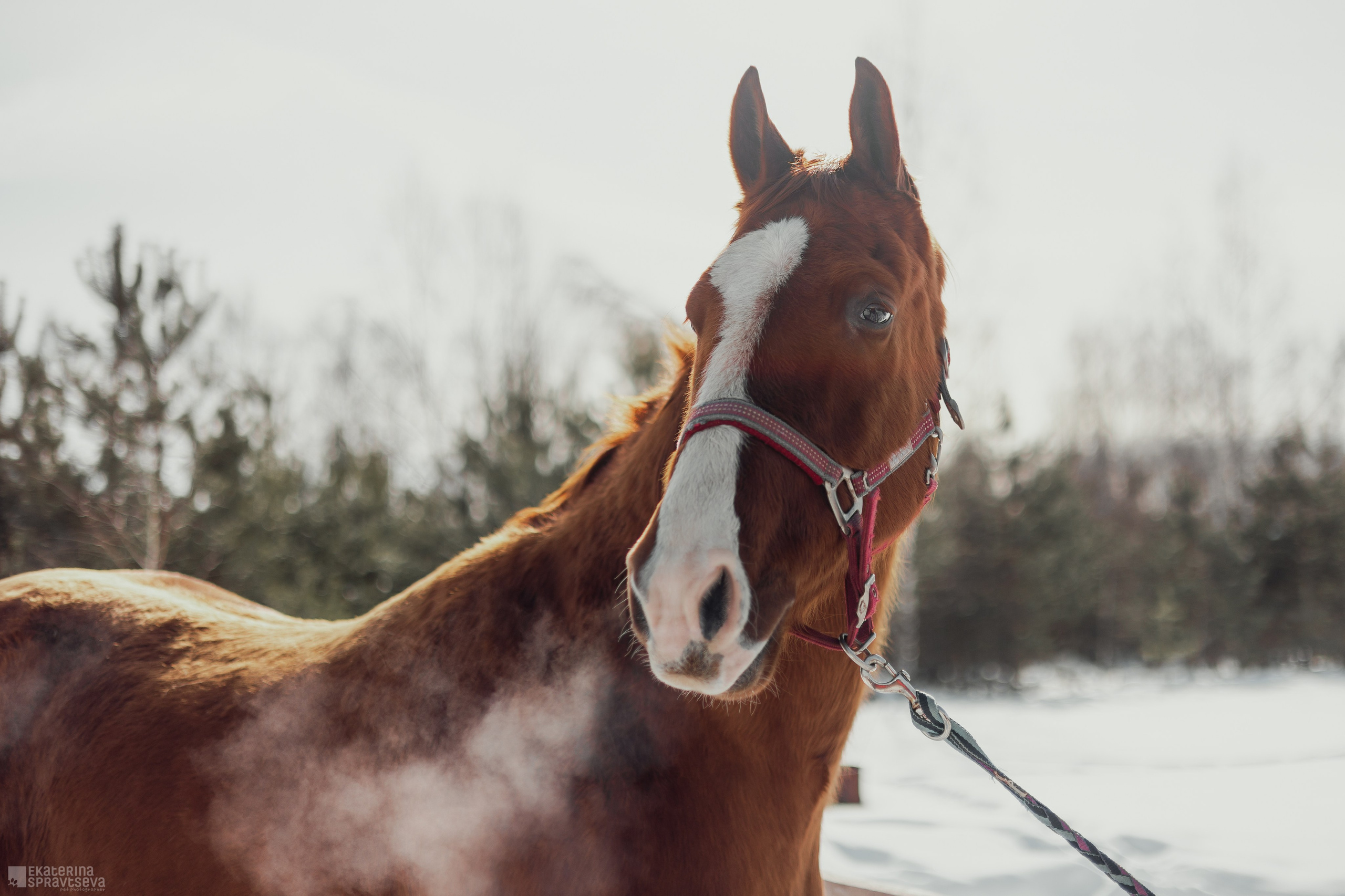 Среди грив и копыт. Фотограф Анималист Екатерина Справцева в Нижнем Новгороде