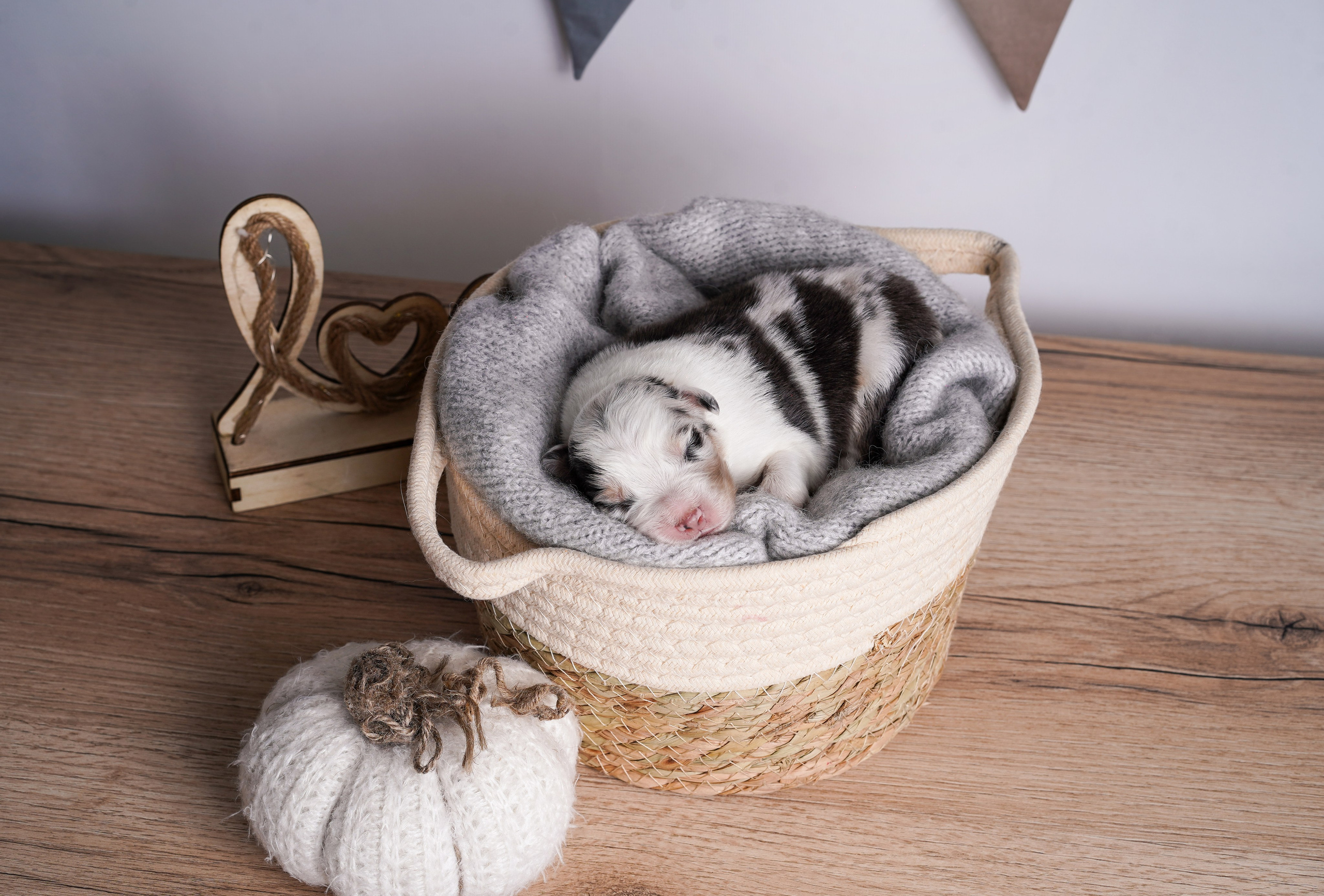 Щенки аусси. Фотограф-анималист в Санкт-Петербурге Яна Мартынова