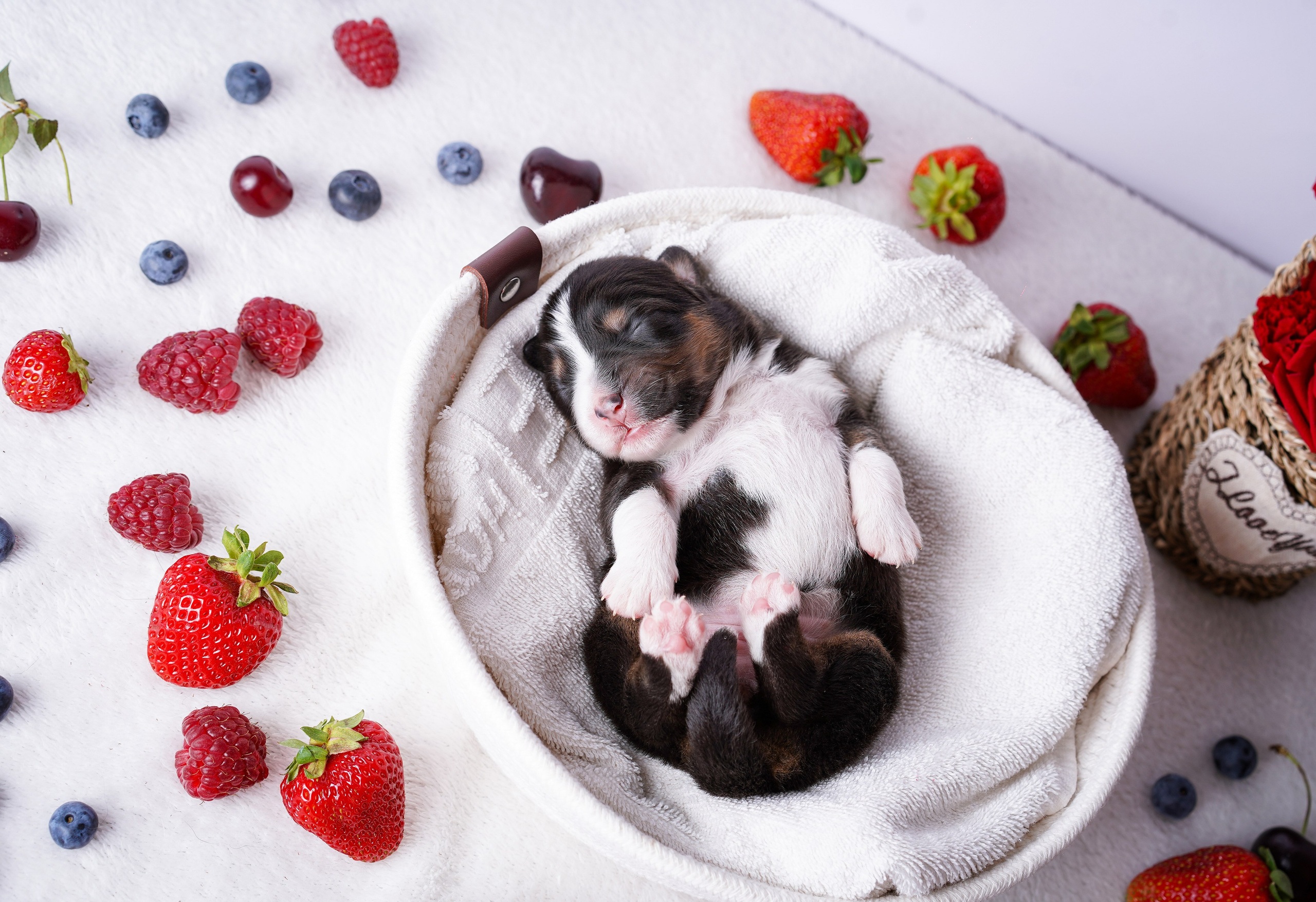 Щенки аусси. Фотограф-анималист в Санкт-Петербурге Яна Мартынова