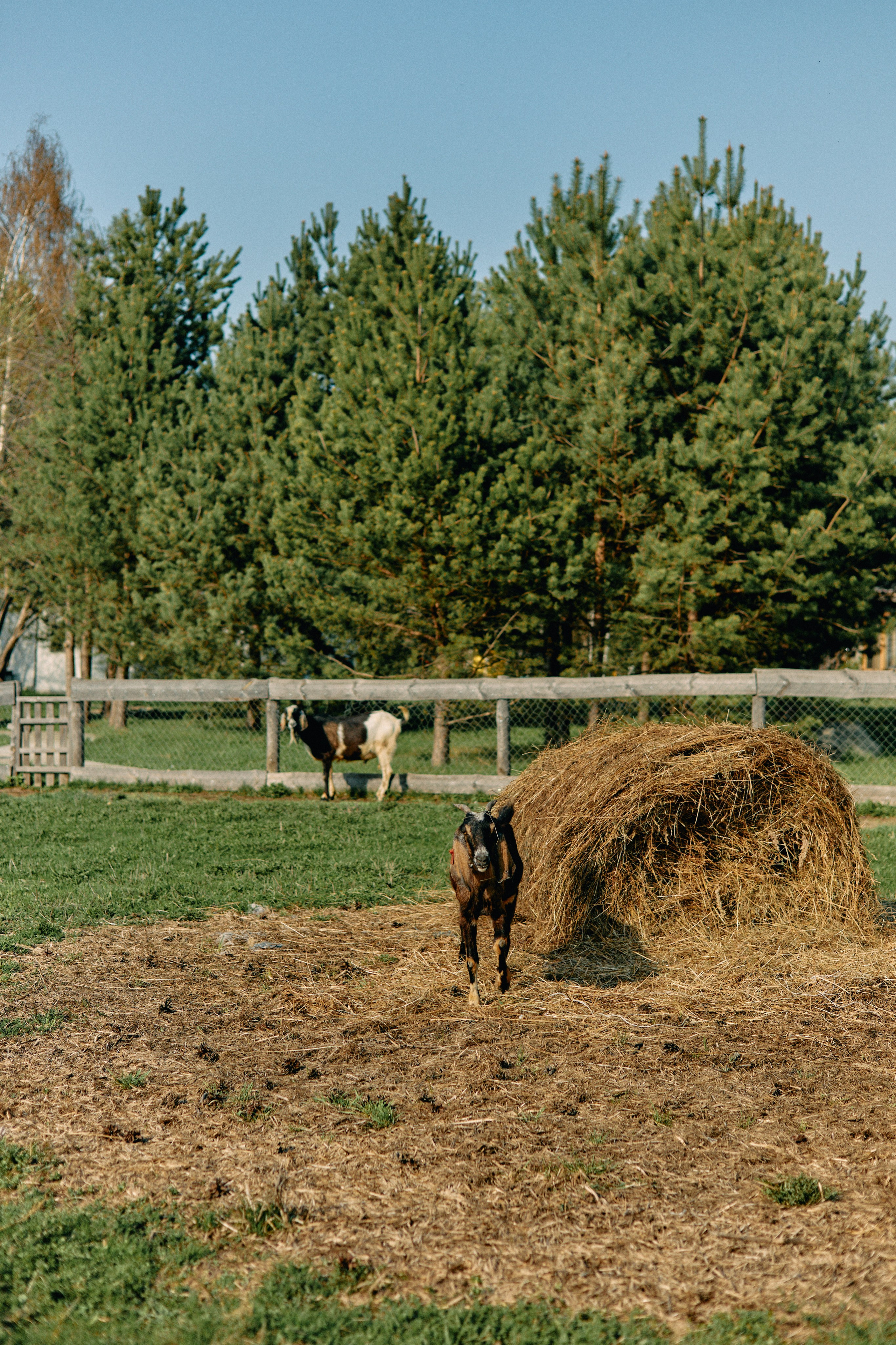 Бутик-отель Поле летом. Профессиональный Фотограф во Владимире, в Москве и в Суздале — Полина Романычева