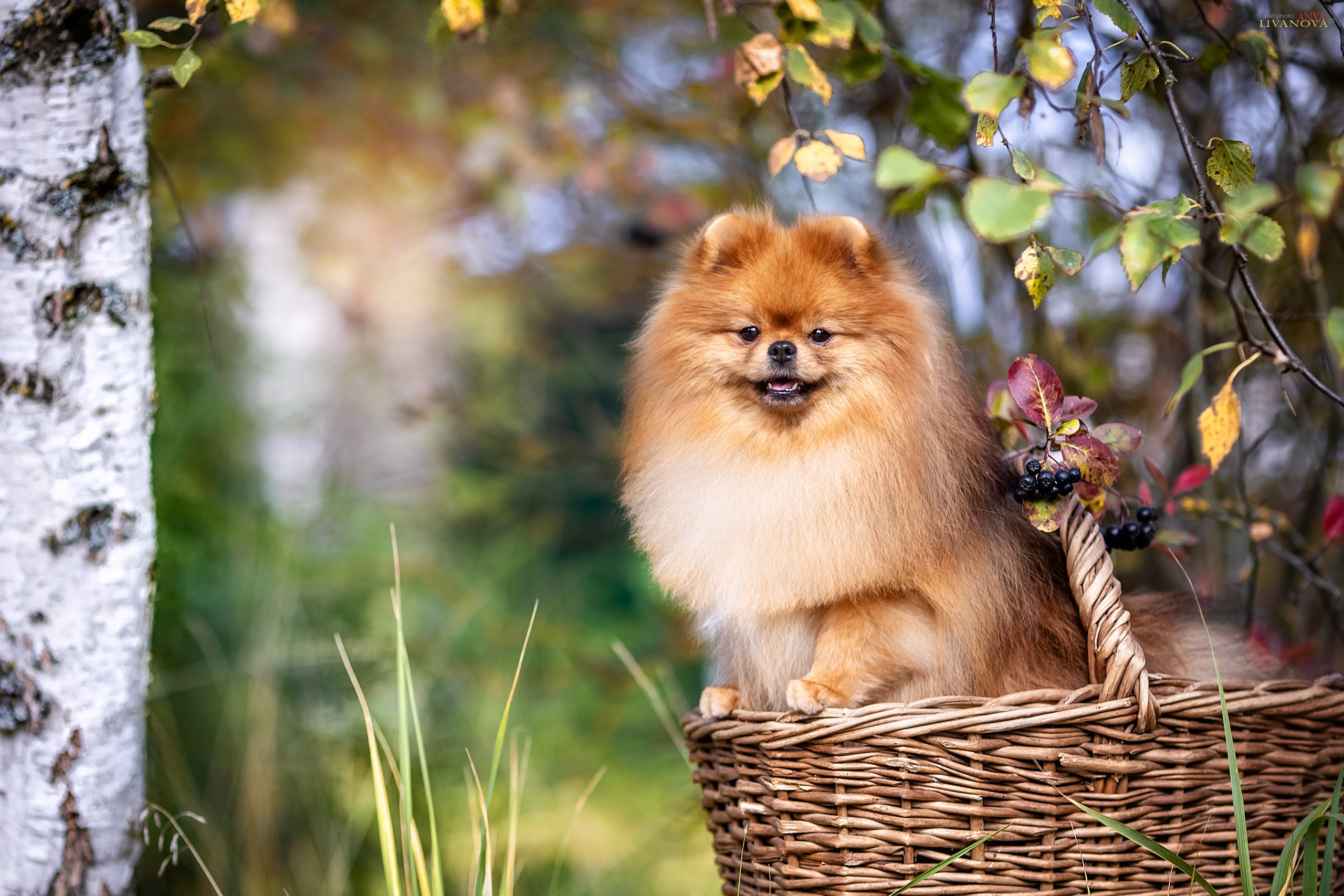 Шпицы. Фотограф анималист Аня Ливанова | Рыбинск