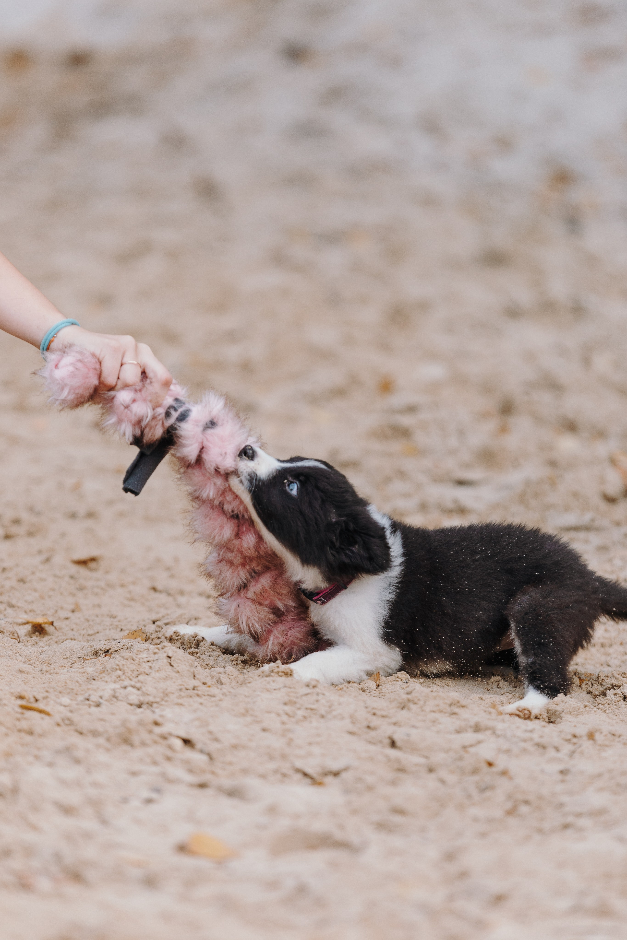 Краски холи. Фотограф анималист Кристина Карпова, Москва