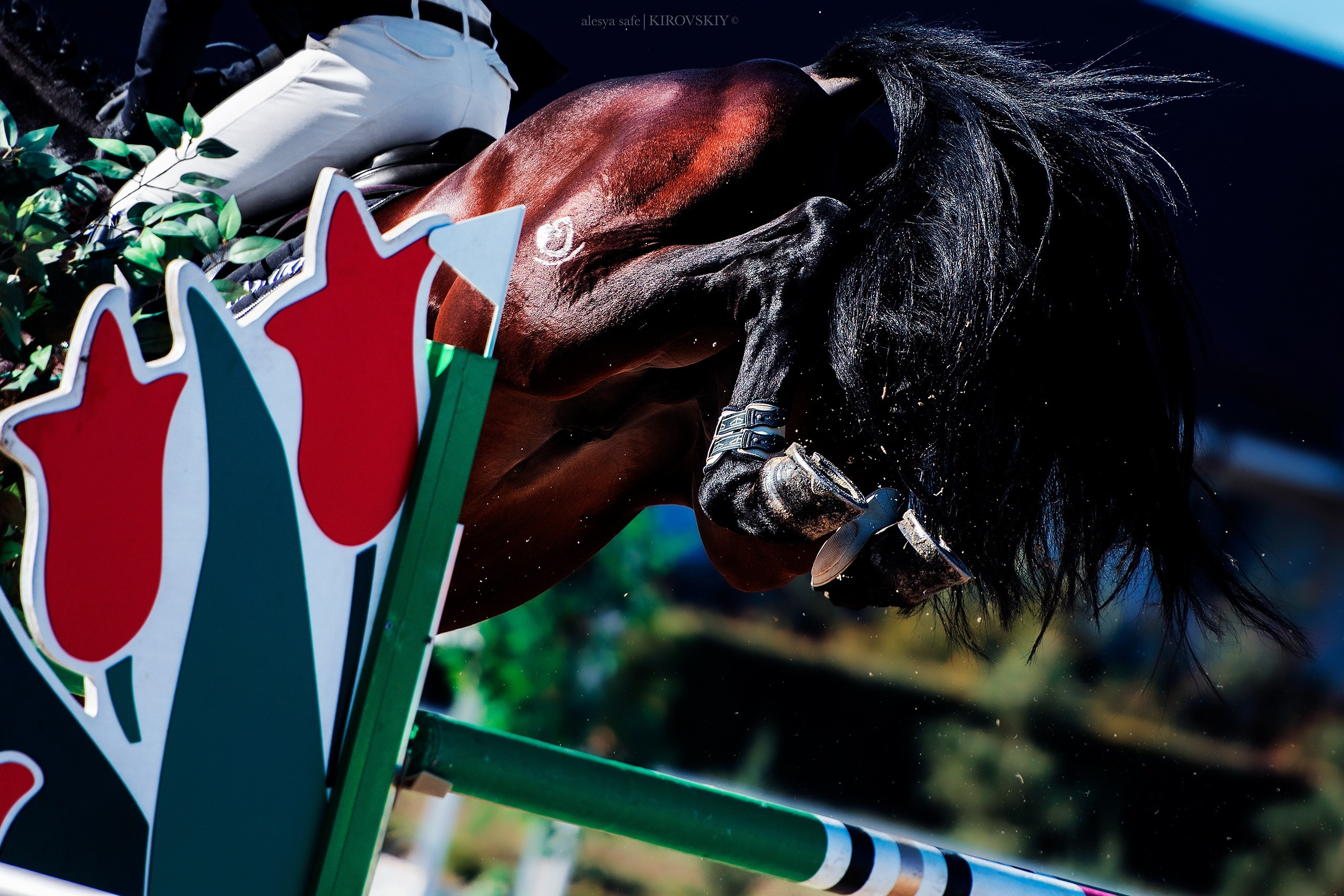 Кировский конный завод. Конный фотограф Alesya Safe