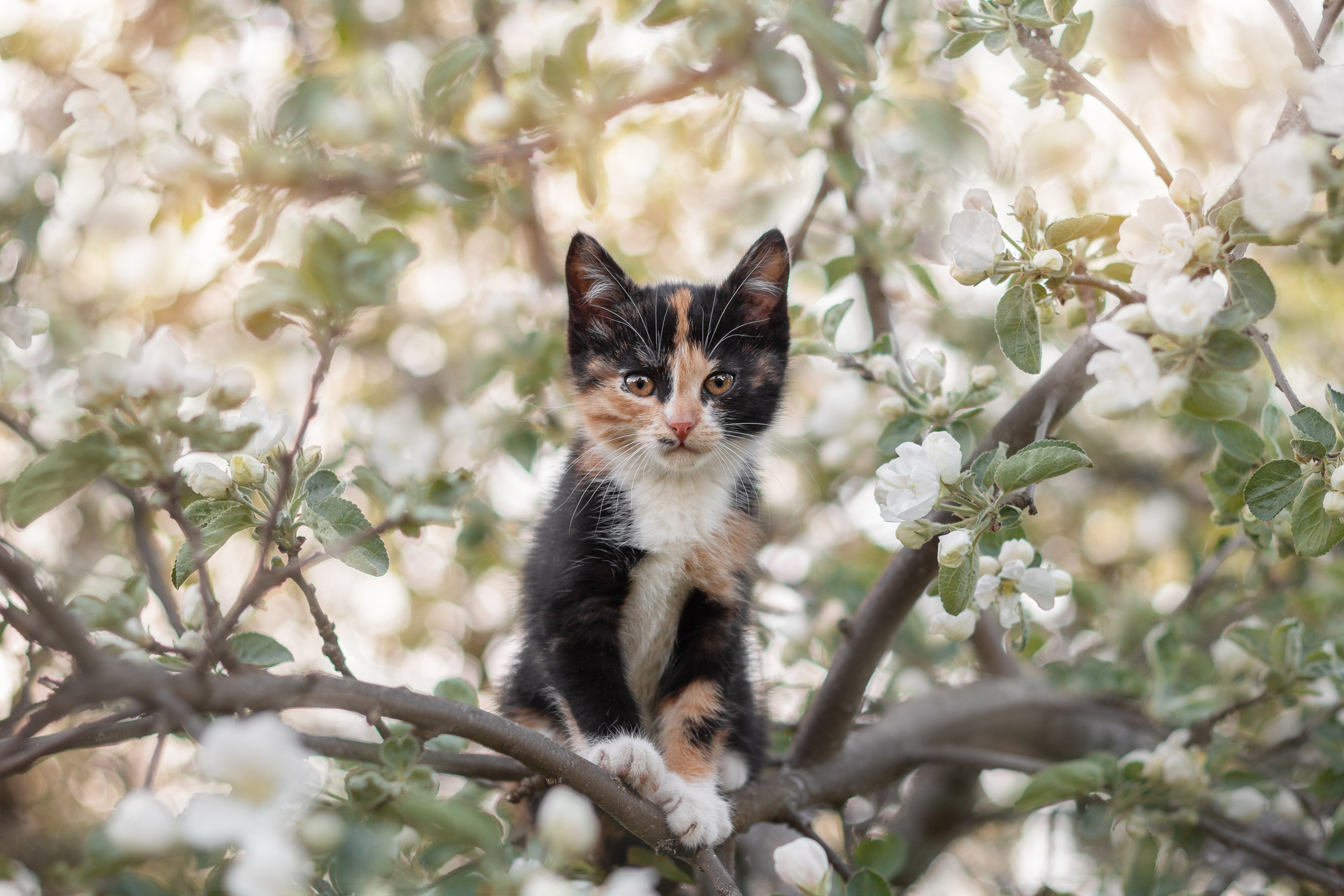 Фотосъёмка кошек. Семейный и анималист фотограф в Переславле Анастасия Гусева