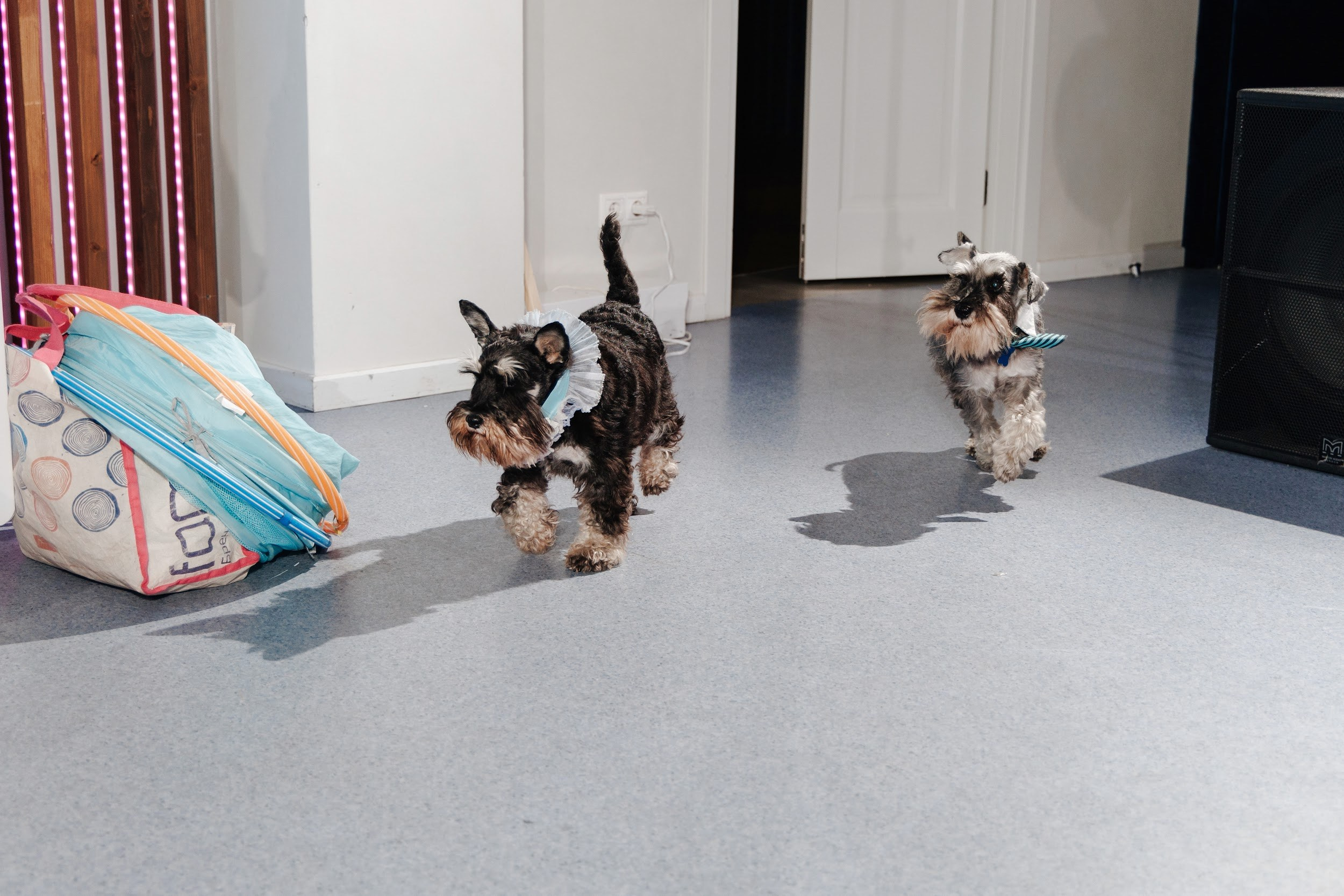 Alice in Wonderland. Свадебный и репортажный фотограф в Воронеже Сергей Максимов