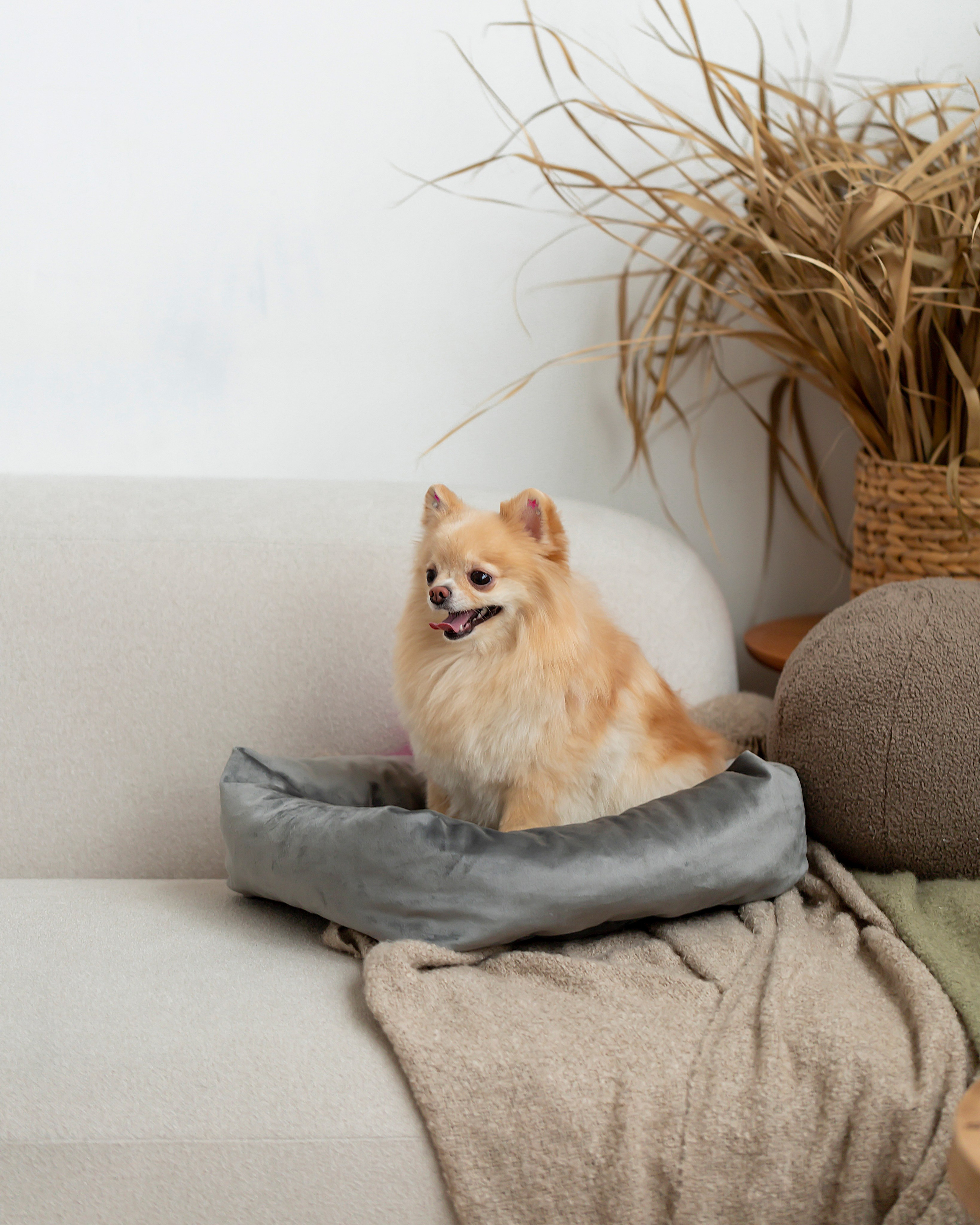 Лежанки для животных. Предметный & фудфотограф Рязань