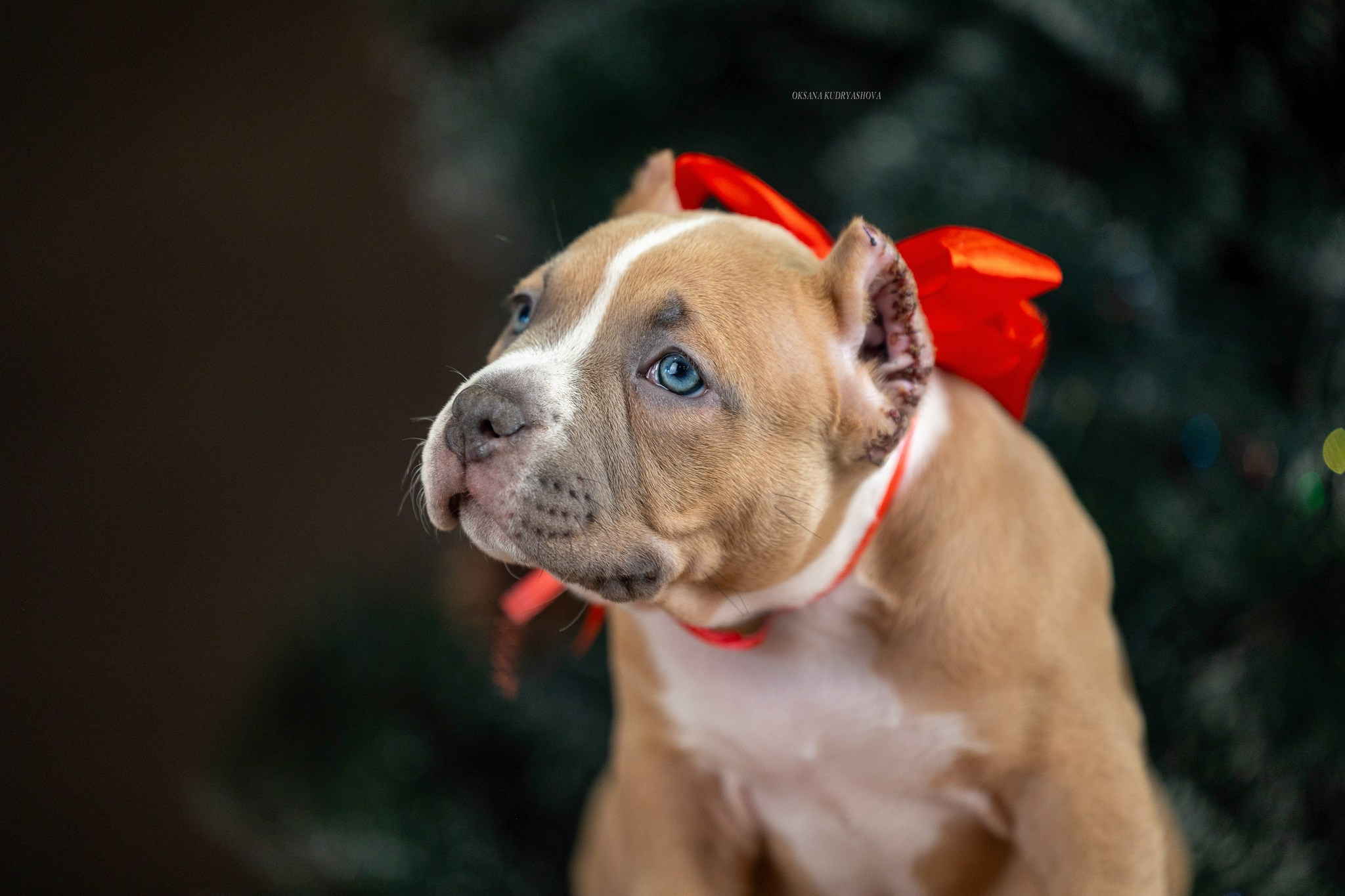 Американский булли!. Фотограф 📸 анималист, предметный, репортажный