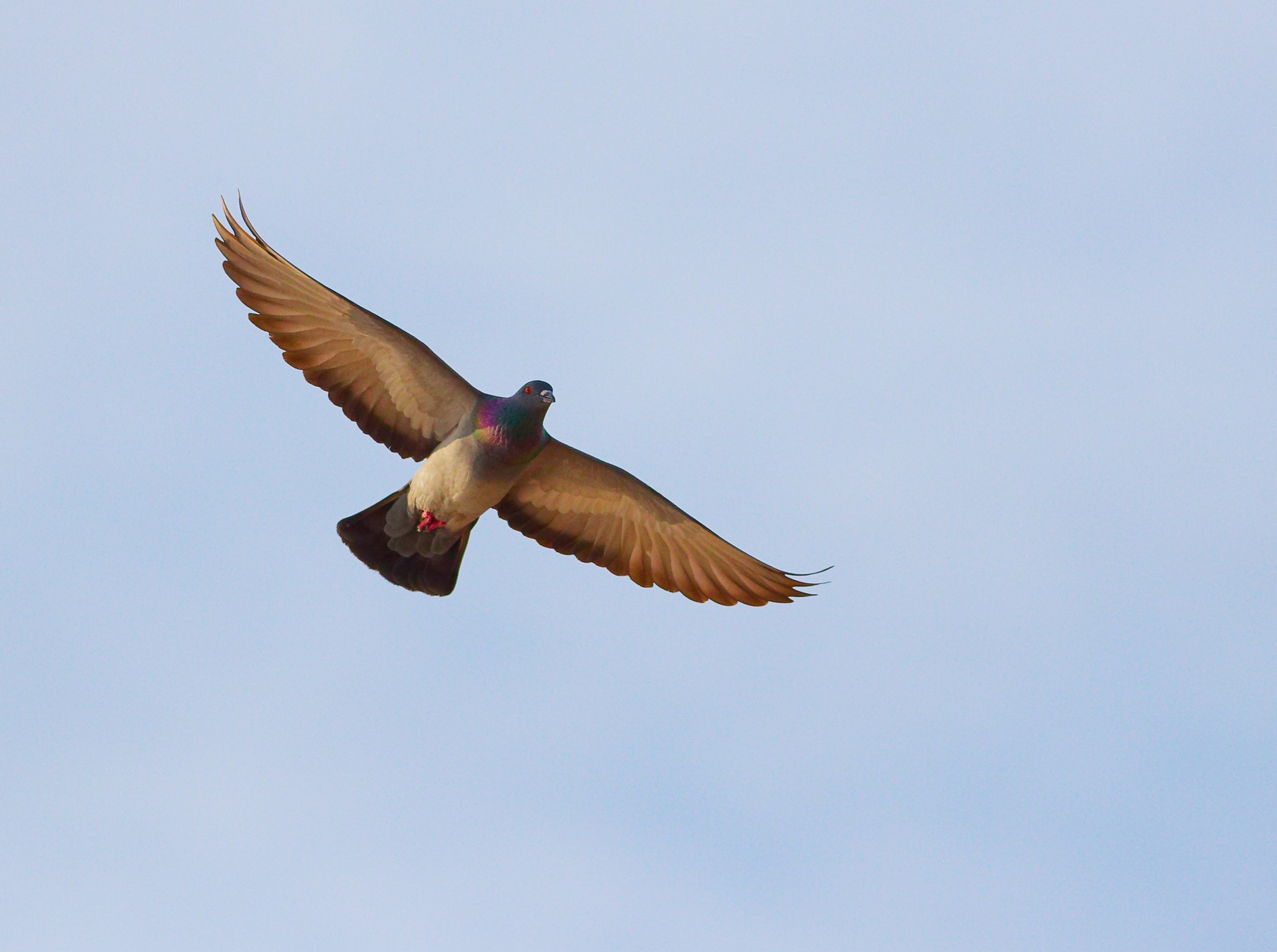 ПРИРОДА. Слепки времени. Фотографии природы и событий. Москва. Сергей Аллагулов