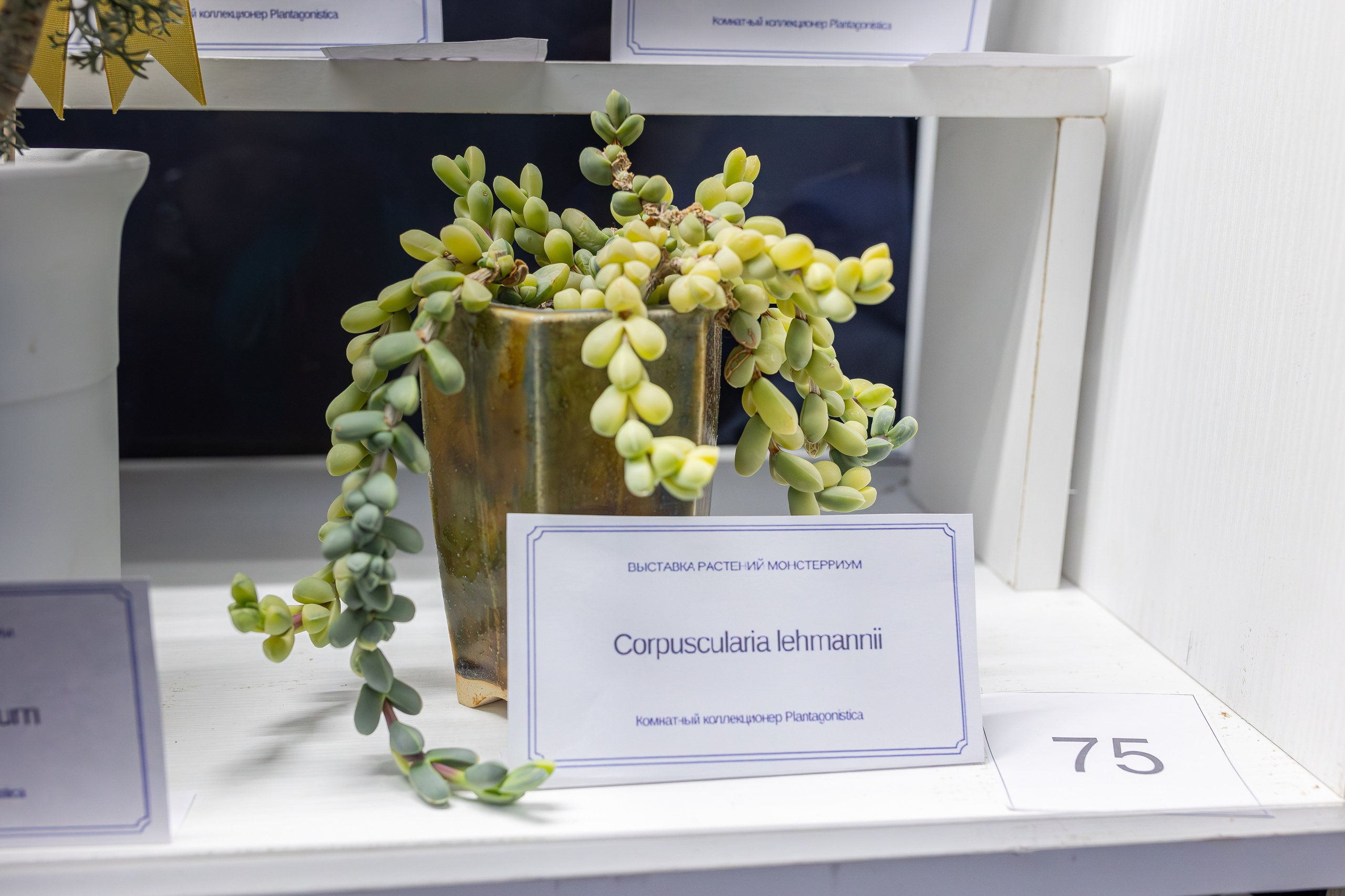 Монстериум апрель 2026. Александра Куликова фотограф, Москва