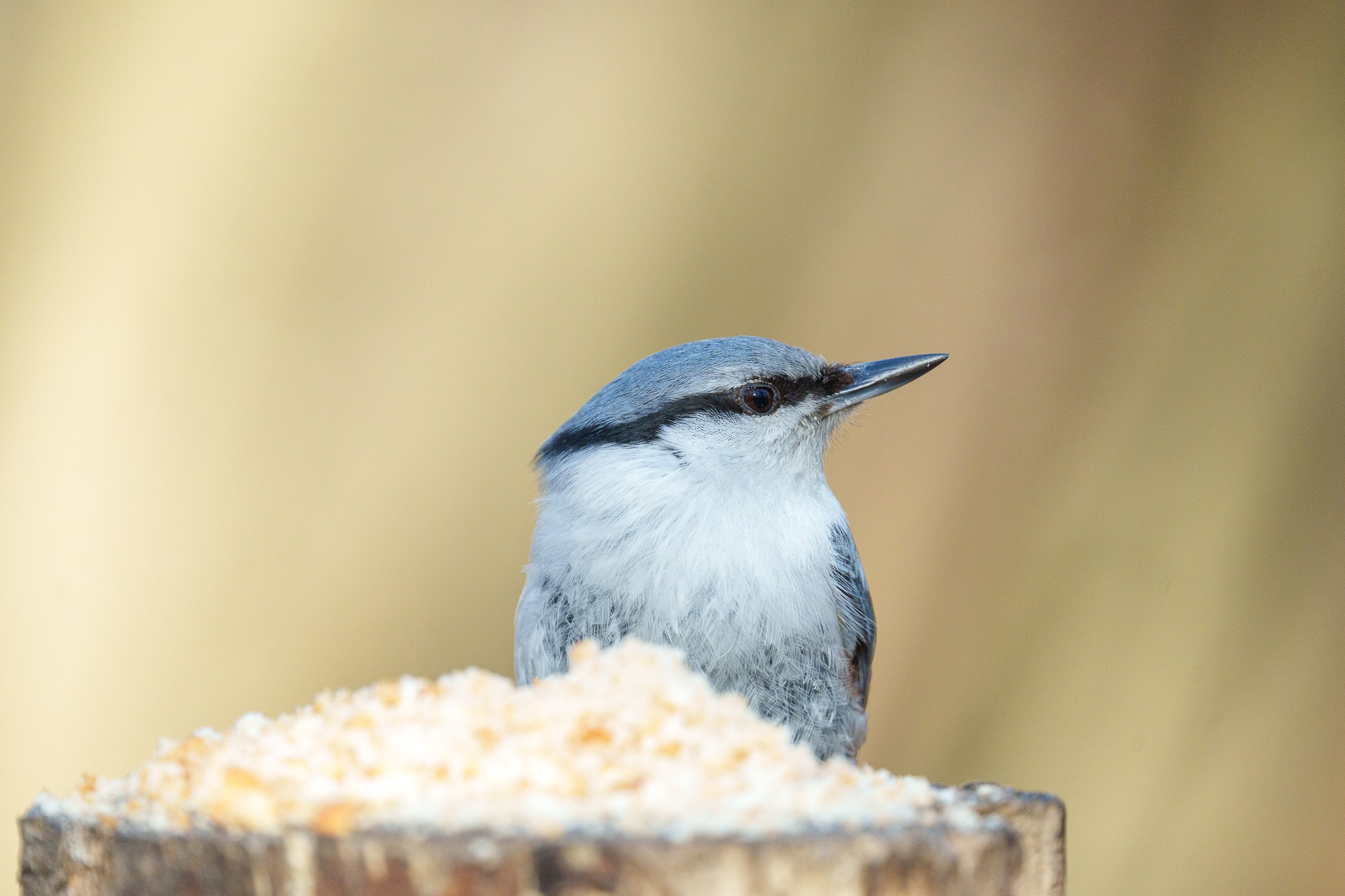 Удивительные мир птиц. Вокруг нас столько прекрасного — присмотритесь!. Ваш личный фотограф Марина Волкова