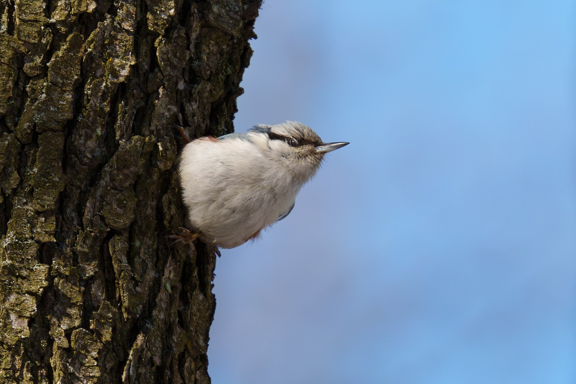Удивительные мир птиц. Вокруг нас столько прекрасного — присмотритесь!. Ваш личный фотограф Марина Волкова