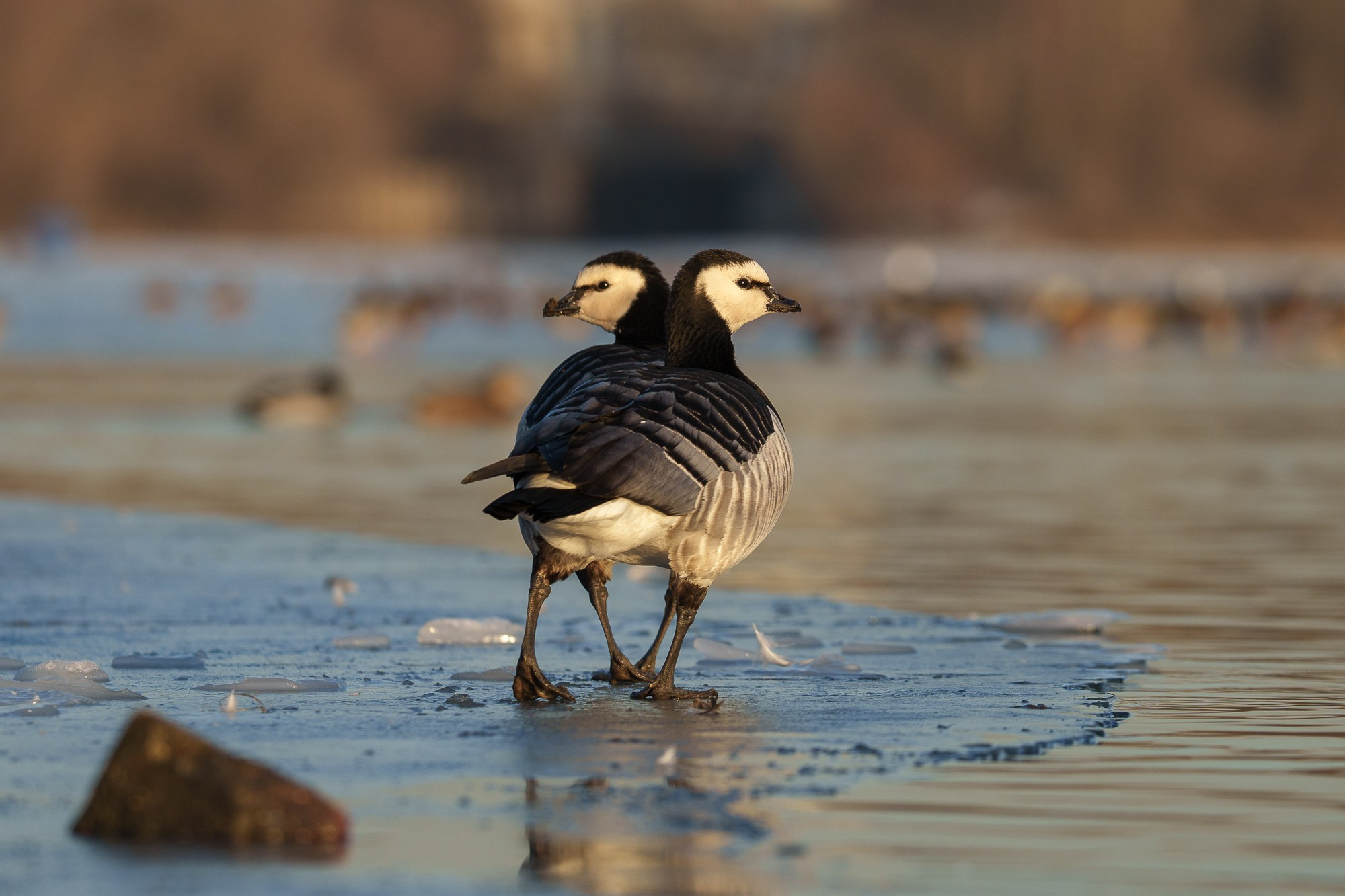 Удивительные мир птиц. Вокруг нас столько прекрасного — присмотритесь!. Ваш личный фотограф Марина Волкова