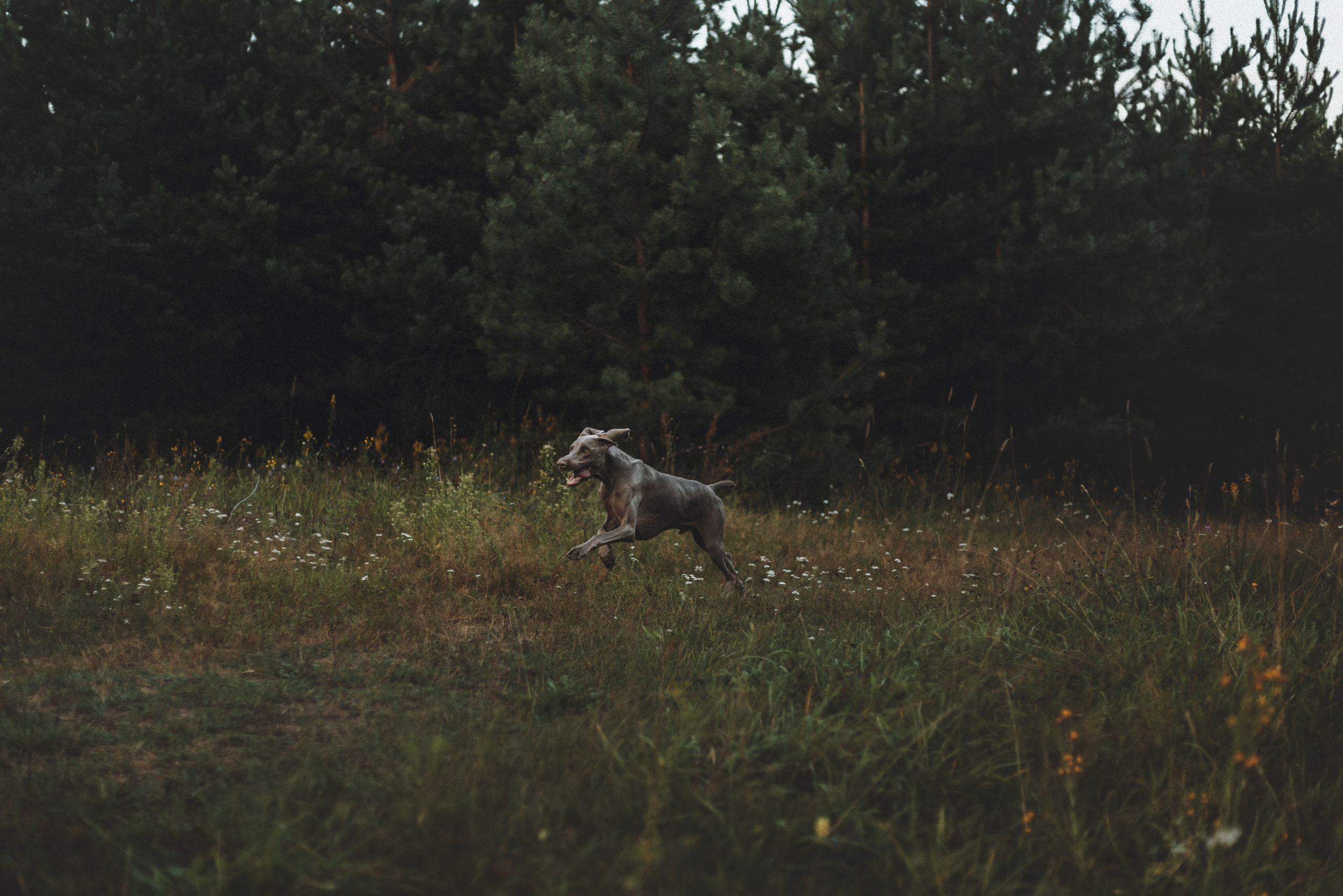 Юля и Эспен. Фотограф анималист Осипчикова Мария