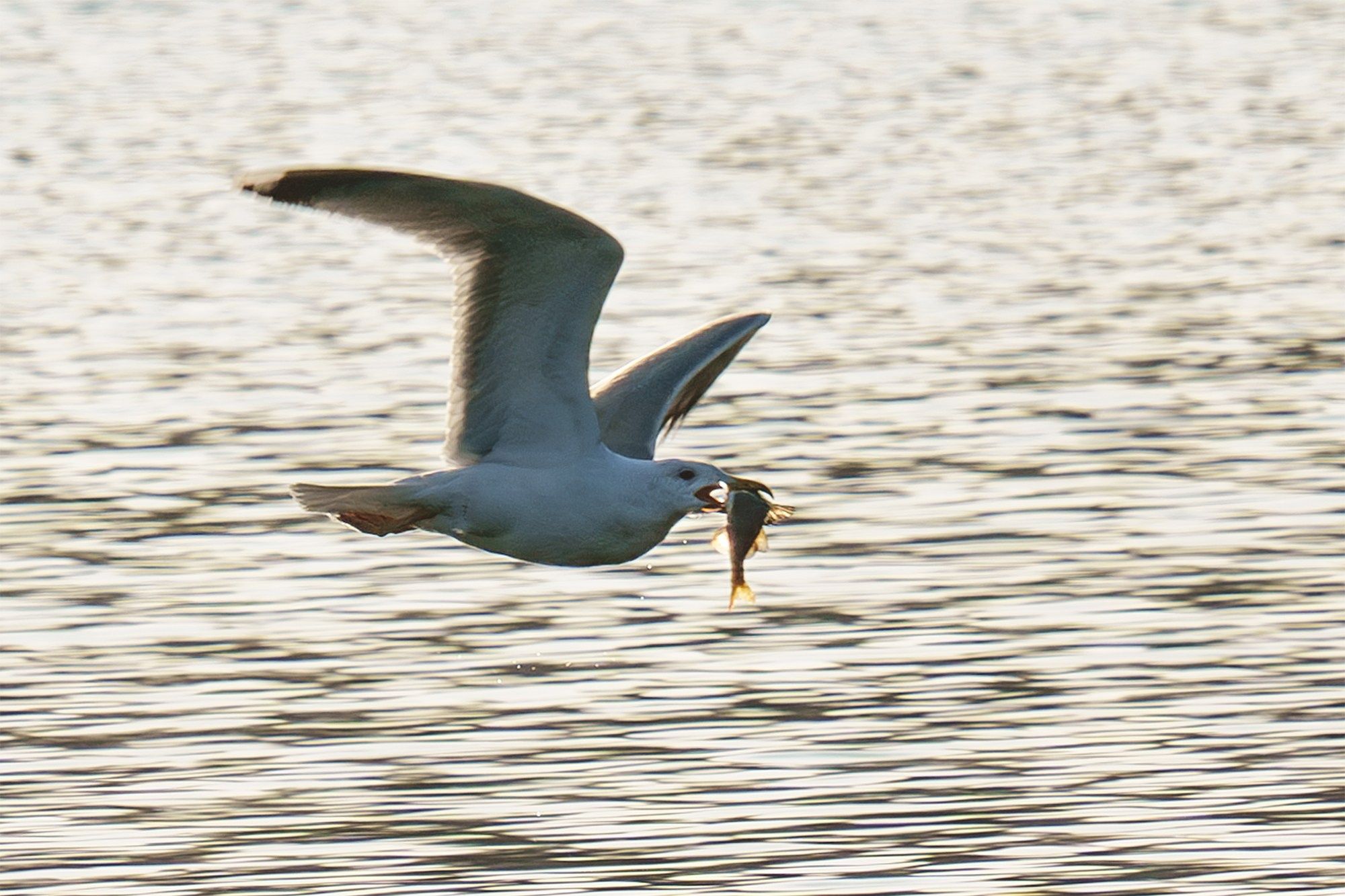 Удивительные мир птиц. Вокруг нас столько прекрасного — присмотритесь!. Ваш личный фотограф Марина Волкова