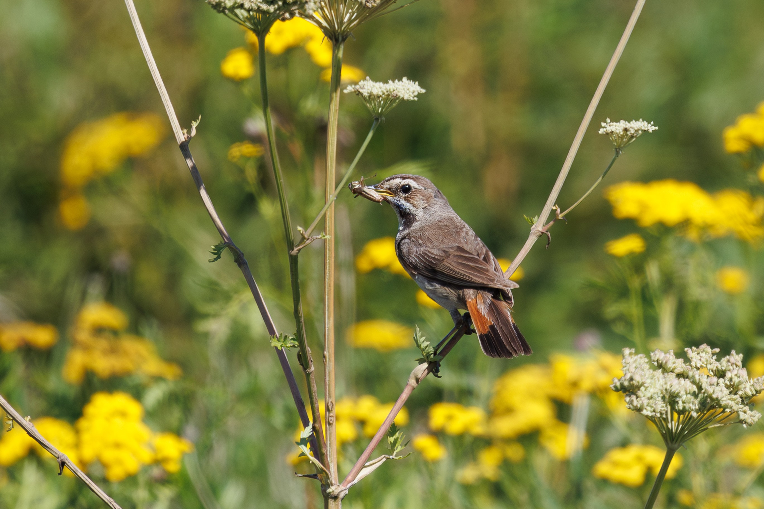 Птицы Москворецкого пойменного заказника. Птицы парков г. Люберцы
