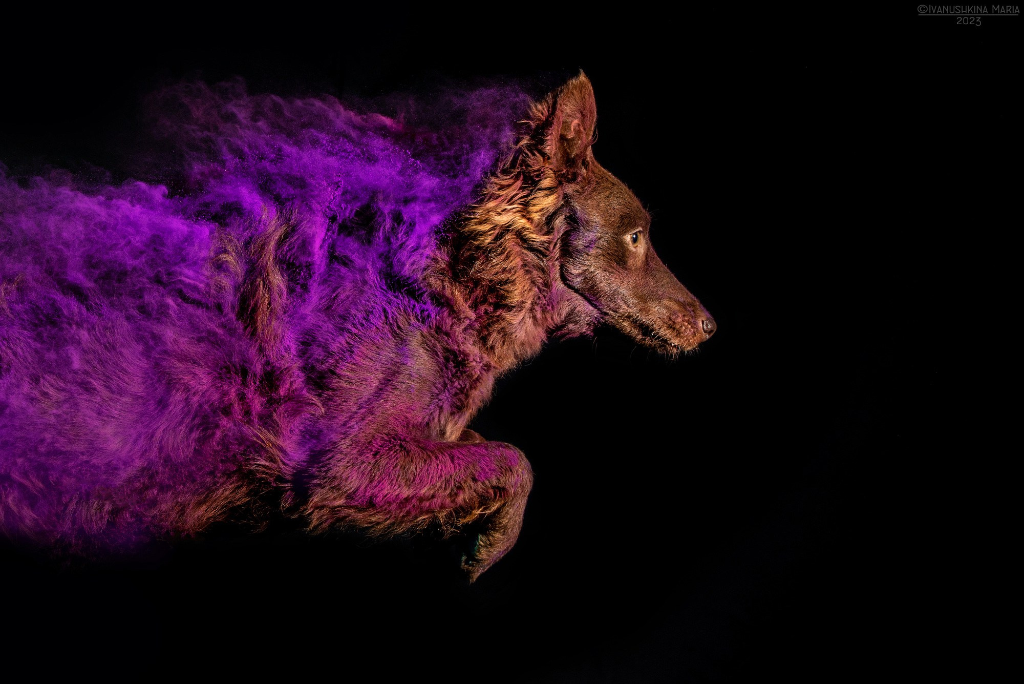 Фотосессия собаки с красками холи. Фотограф собак в Москве и Московской области Иванушкина Мария