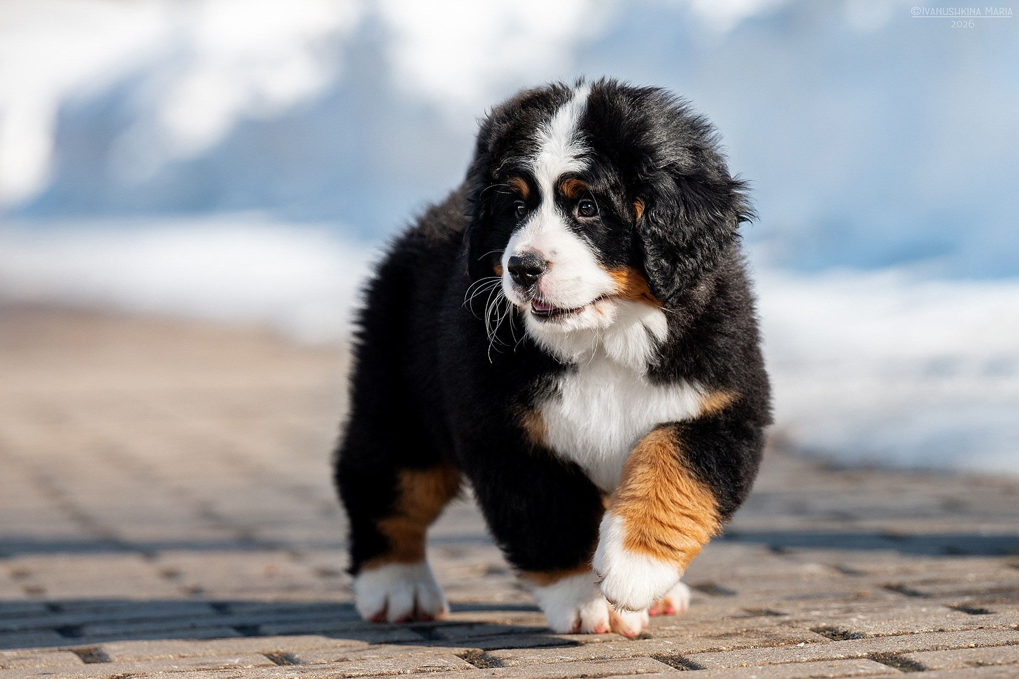 Фотосессия щенков на продажу. Фотограф собак в Москве и Московской области Иванушкина Мария