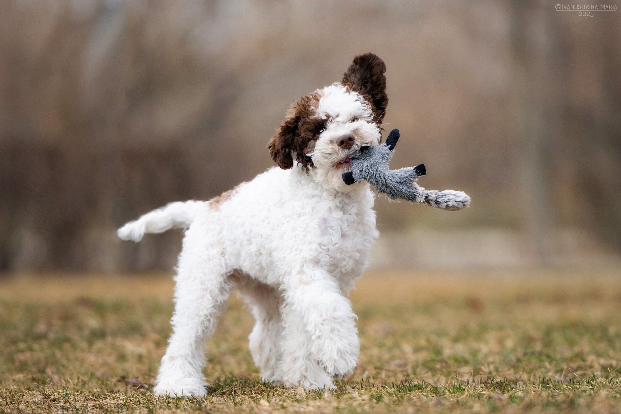 щенок лаготто-романьоло