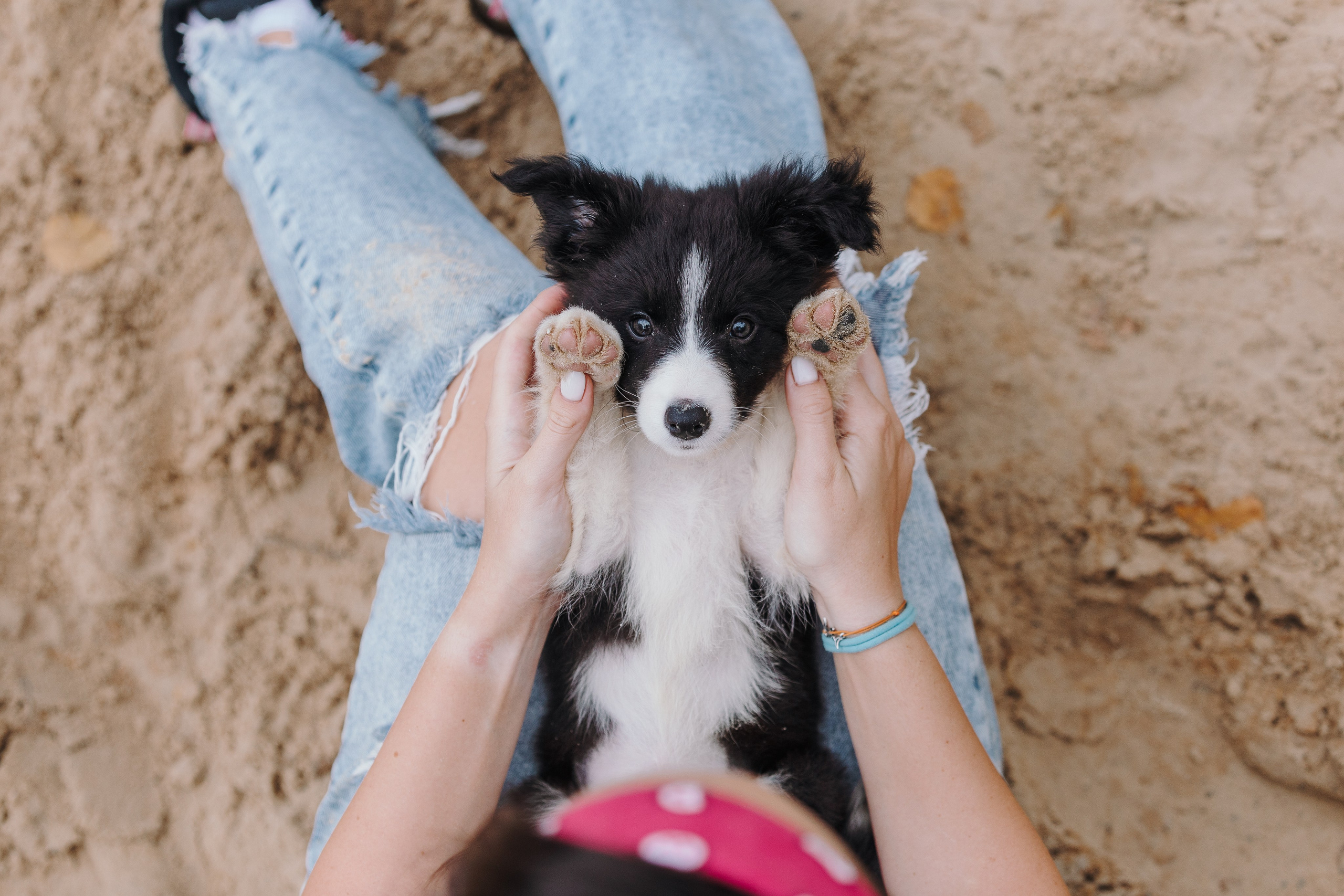 Краски холи. Фотограф анималист Кристина Карпова, Москва