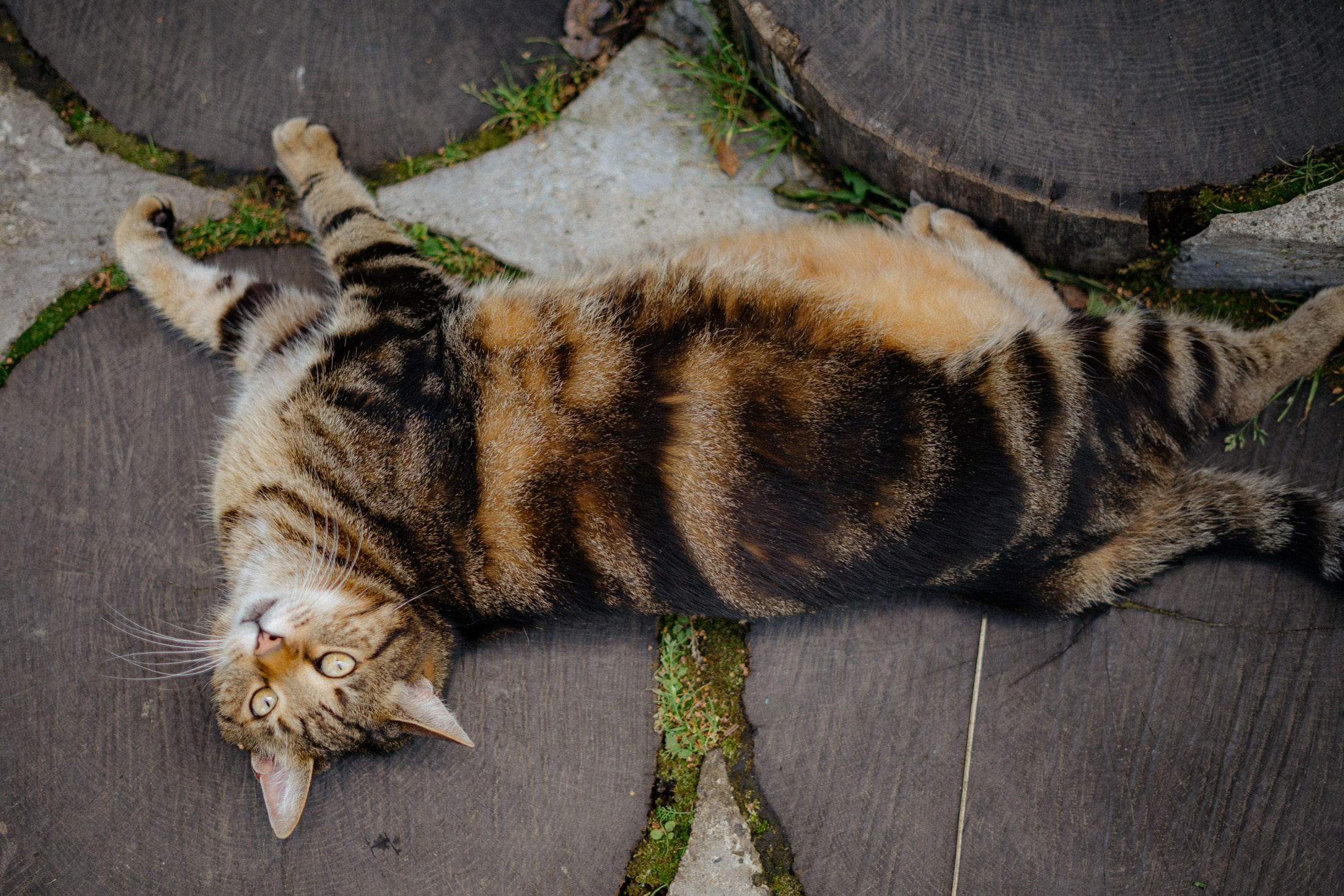 Роман+Лиза. Свадебный и репортажный фотограф Александр Родин