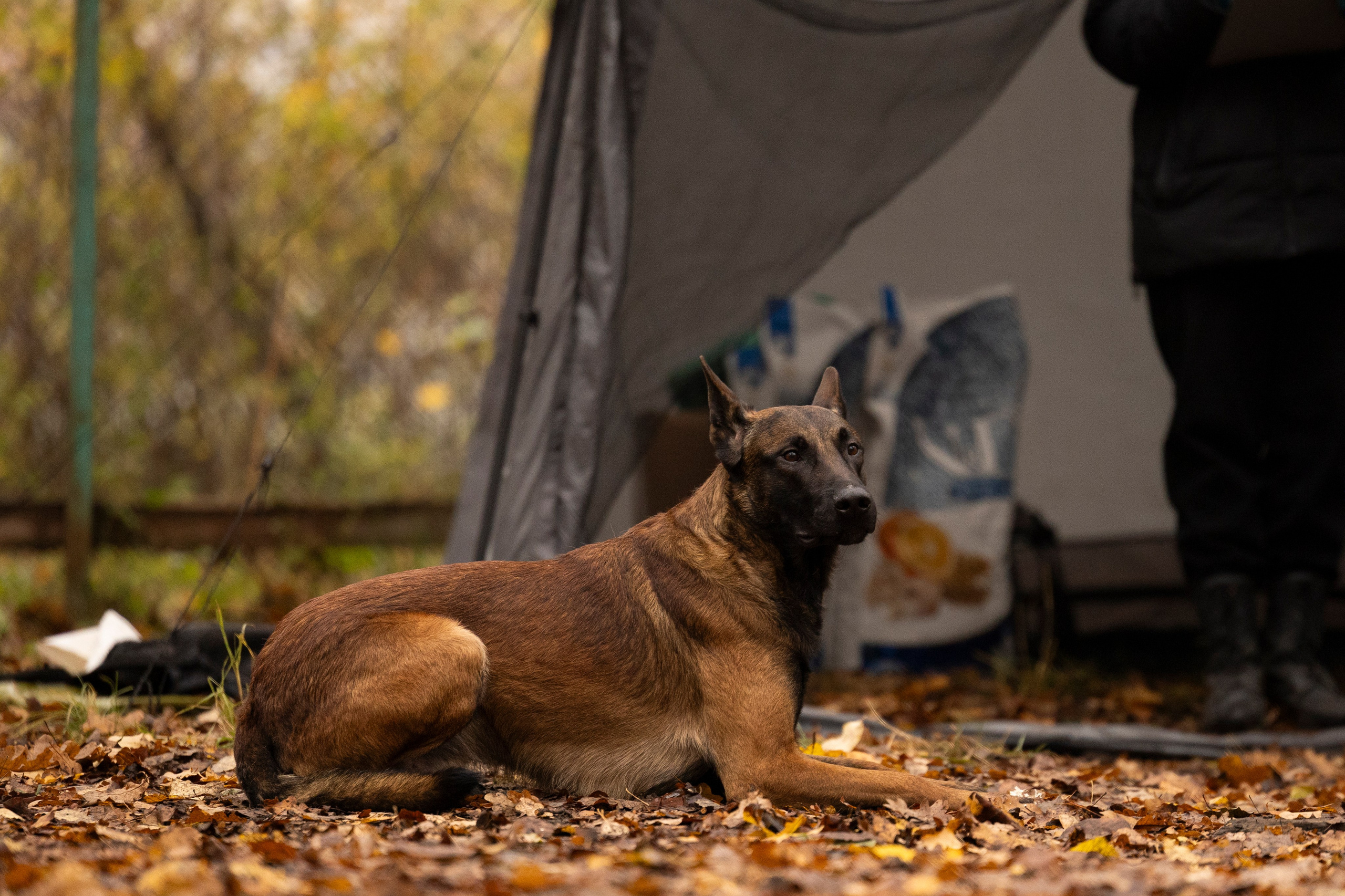 Соревнования по Мондьорингу г. Вологда. Фотограф-анималист Анна Маринич