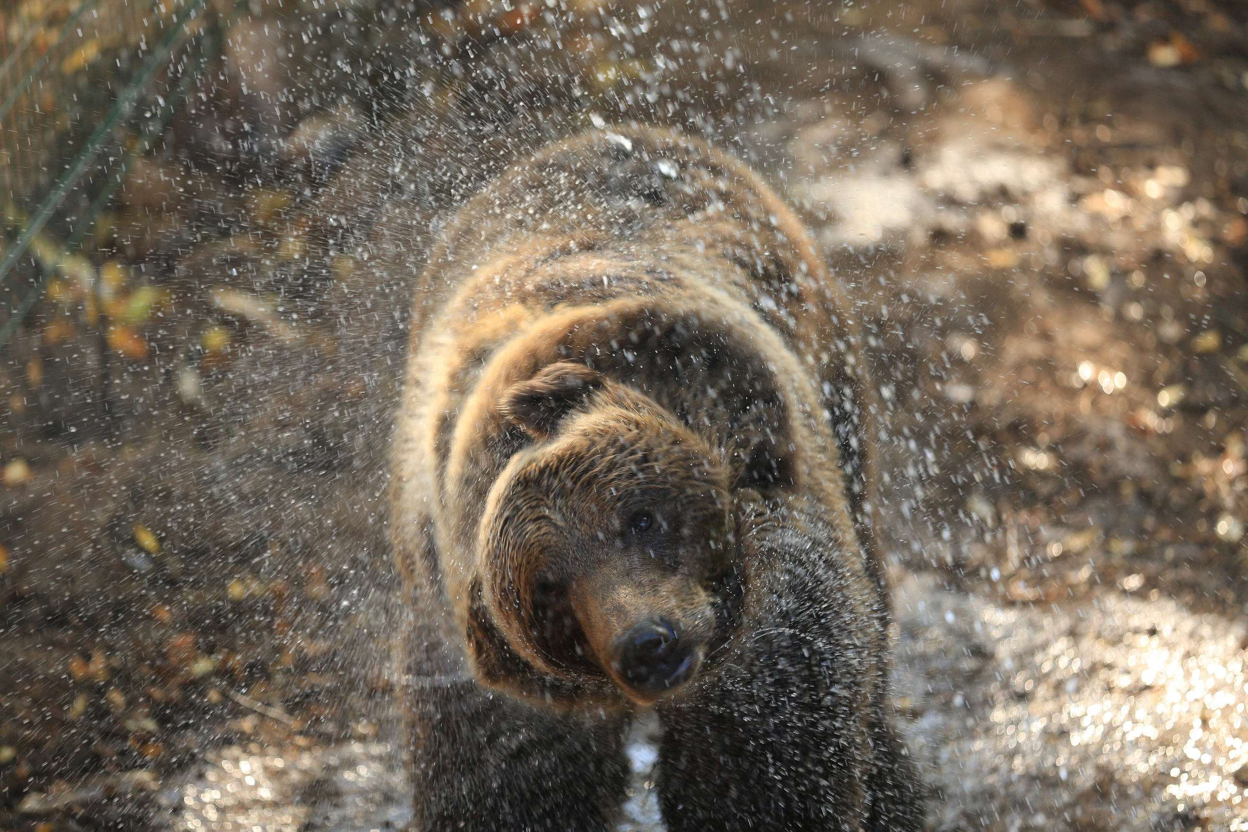 Медведь Мансур. Фотоальбом показывающий увлекательный мир авиации и мир медведей Андрея Иванова