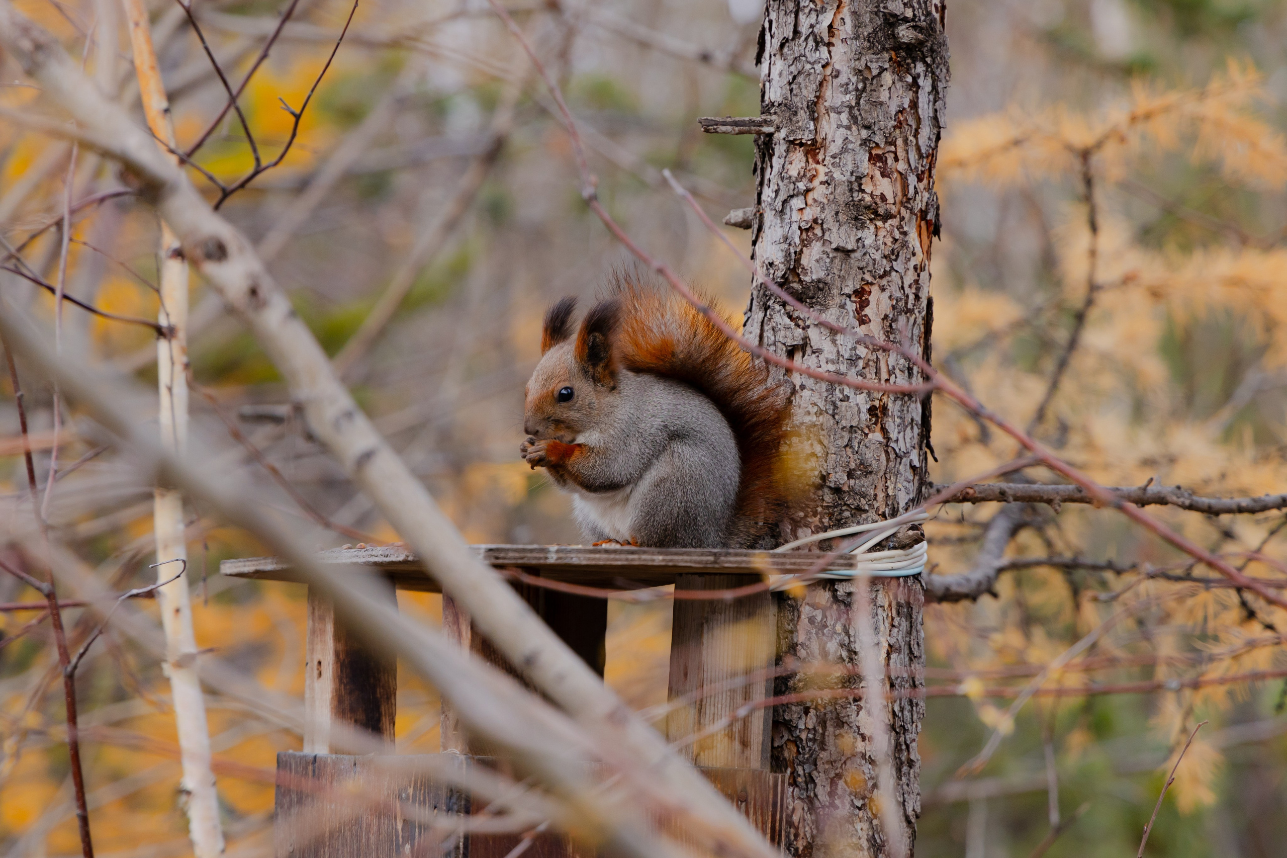 Осень в Сибири 24 год. Фотограф Братск Юлий Дежин