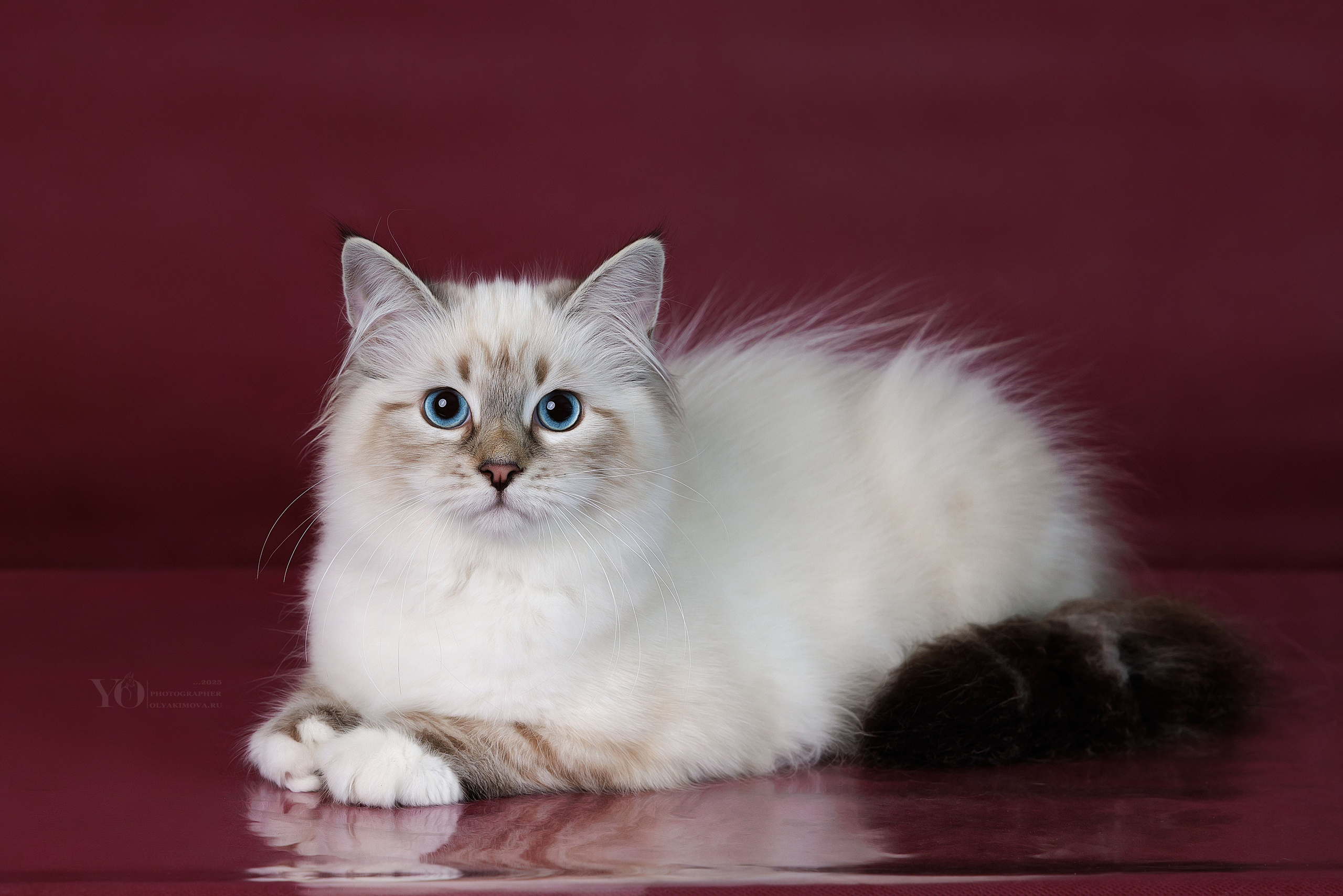 Кошки. Фотограф