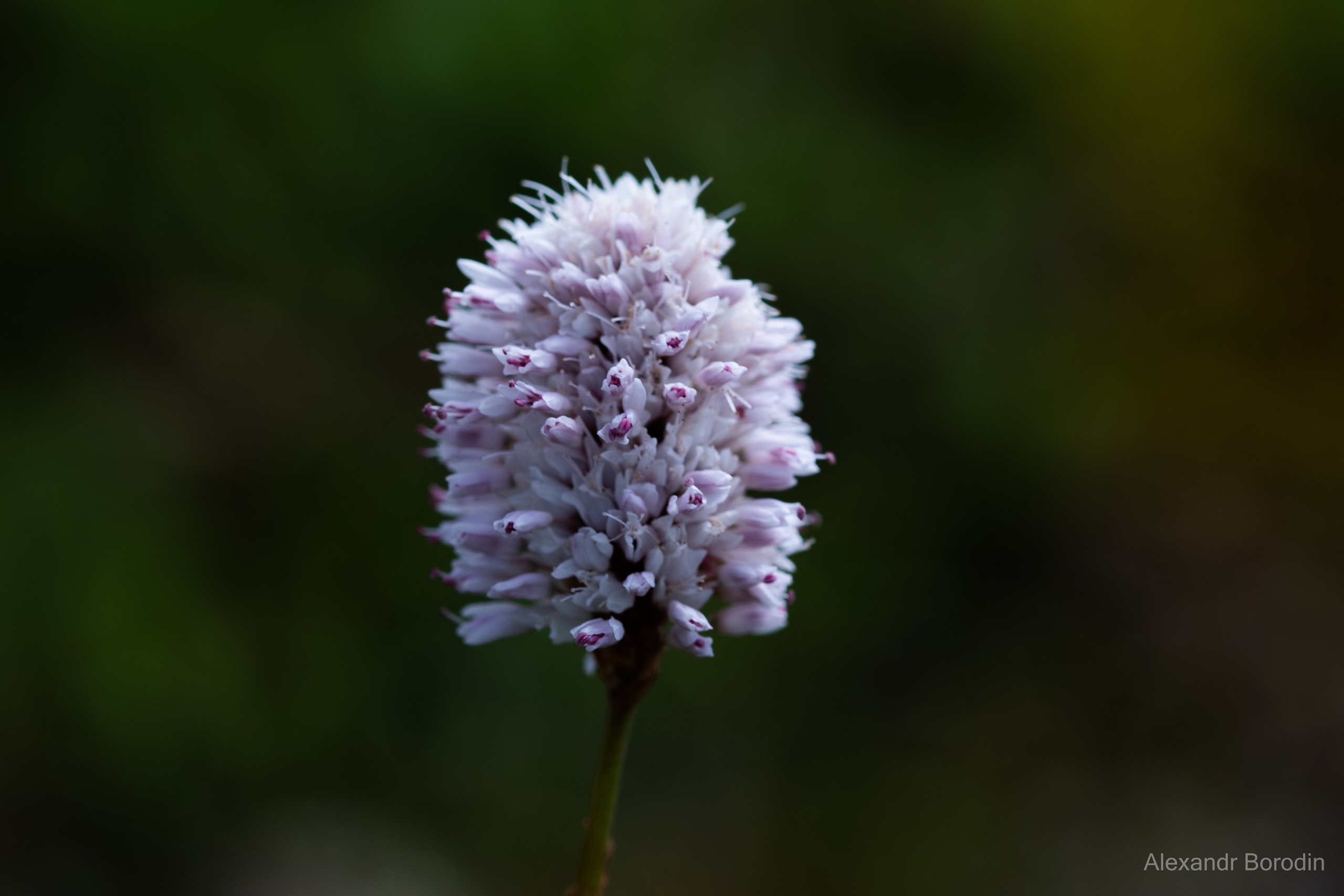 Макро. Профессиональный фотограф Александр Бородин