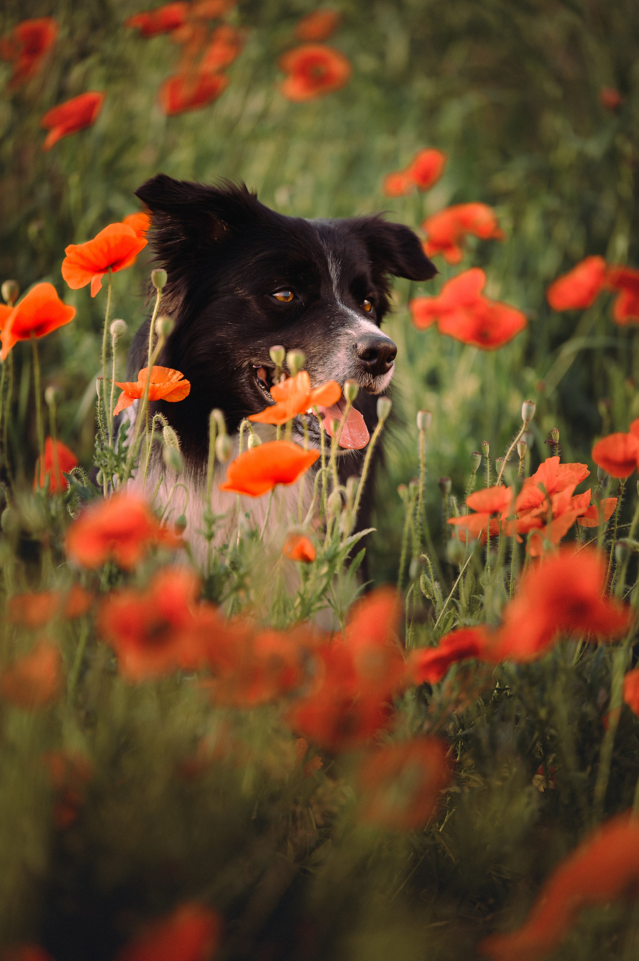 Прогулка на рассвете с бордер-колли. Фотограф в Ростове —на — Дону
