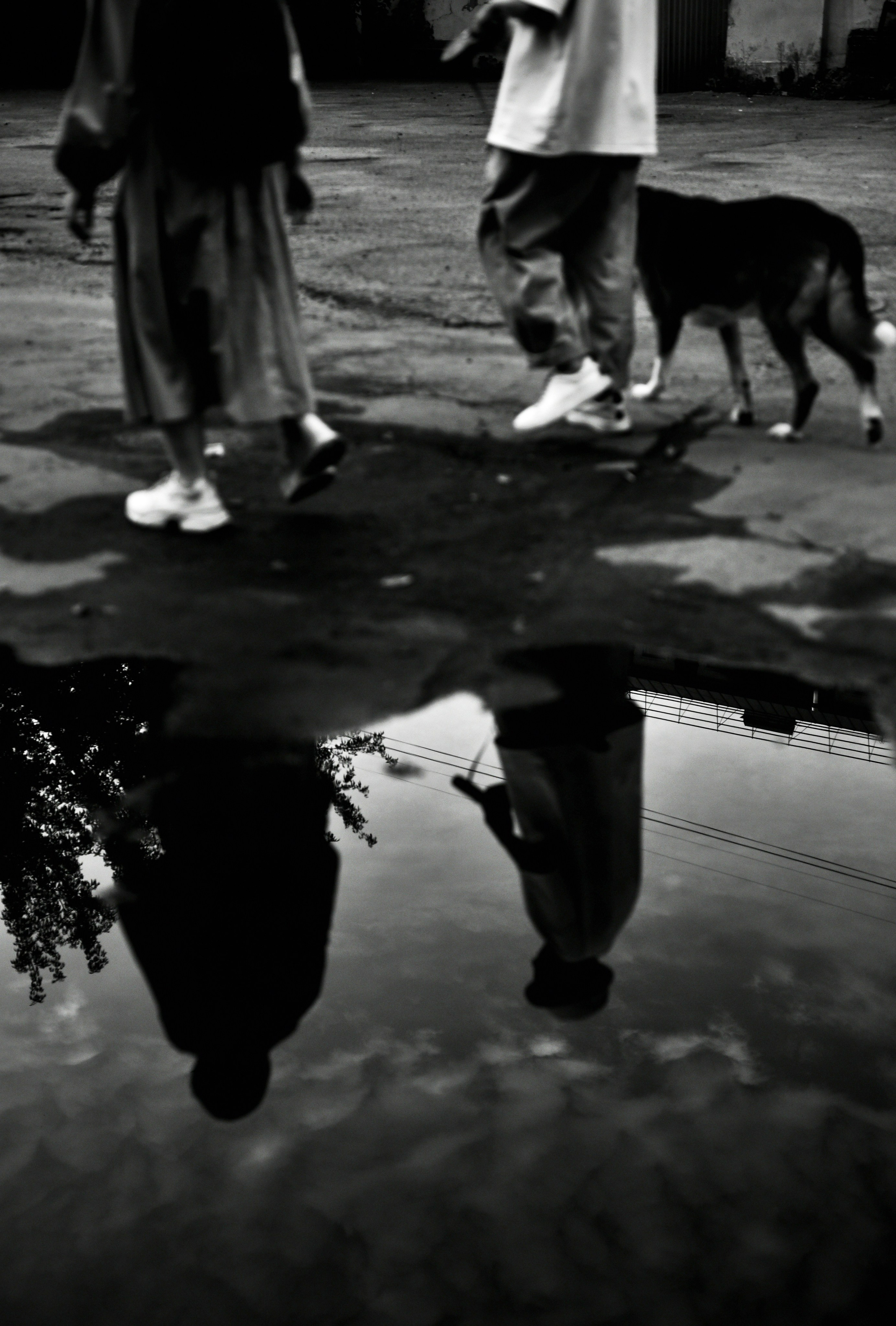 Люди с собакой, отражение в луже