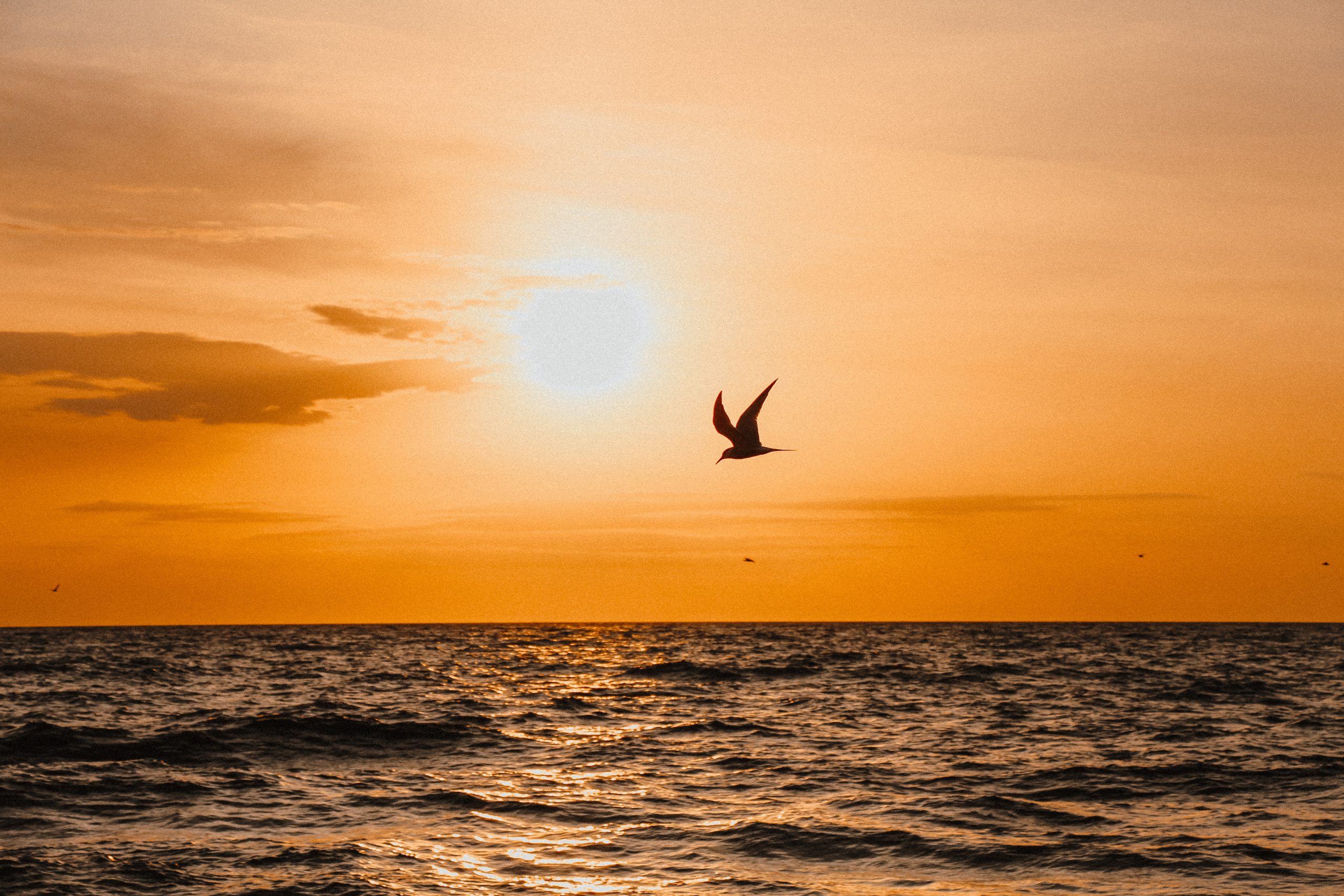 Фотограф в Черногории, Будве, Которе, Баре