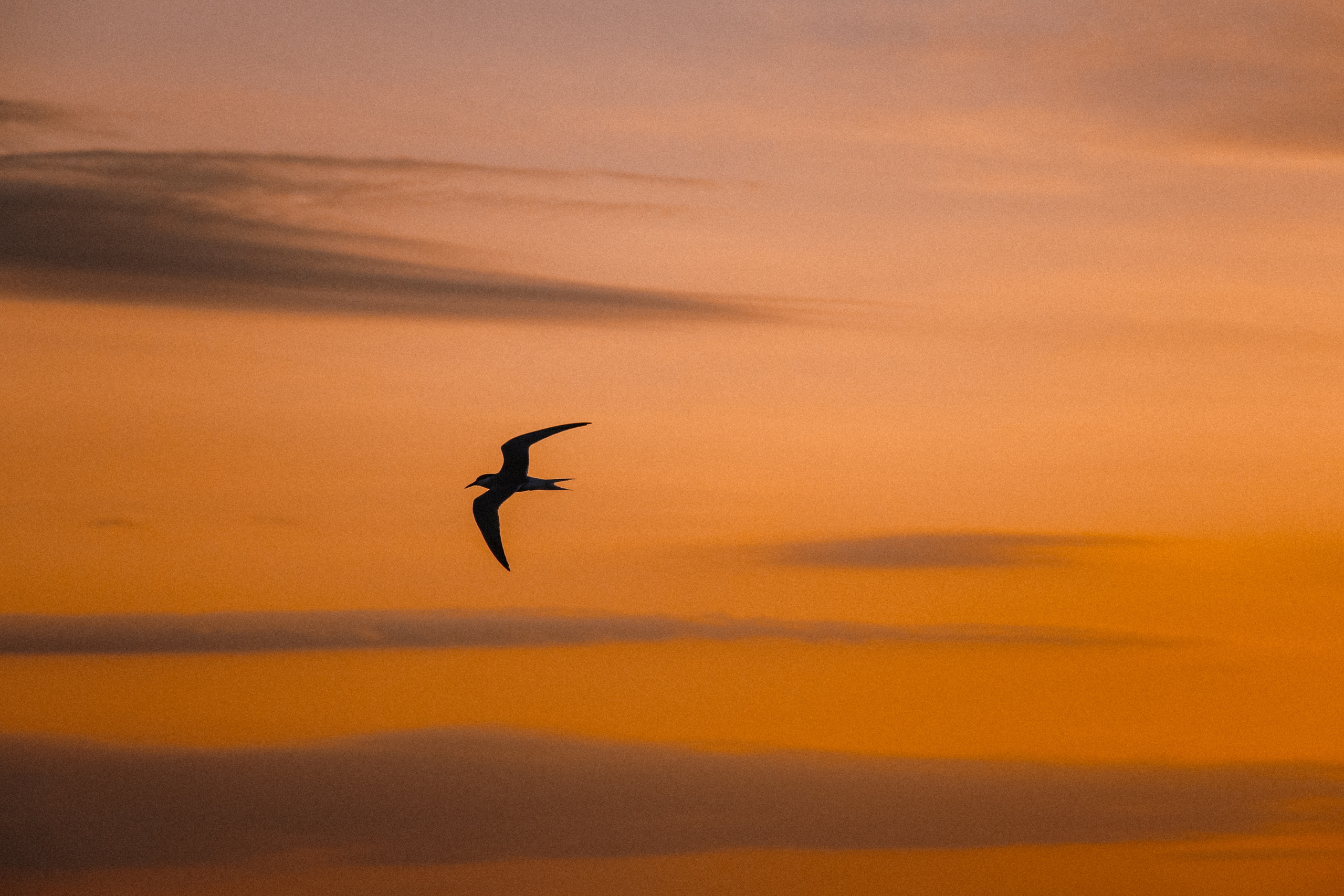 Фотограф в Черногории, Будве, Которе, Баре