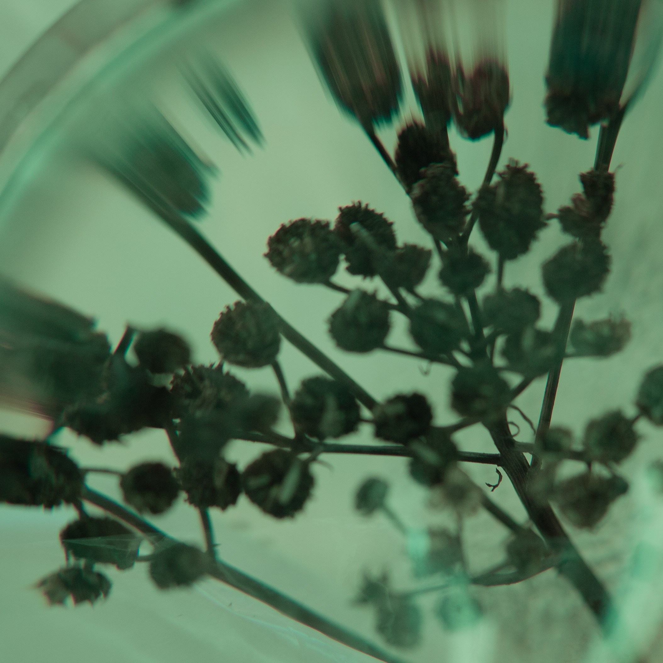 Цветы, колосья и все, что растет. Фотограф Старый Оскол Мавлыга Мария