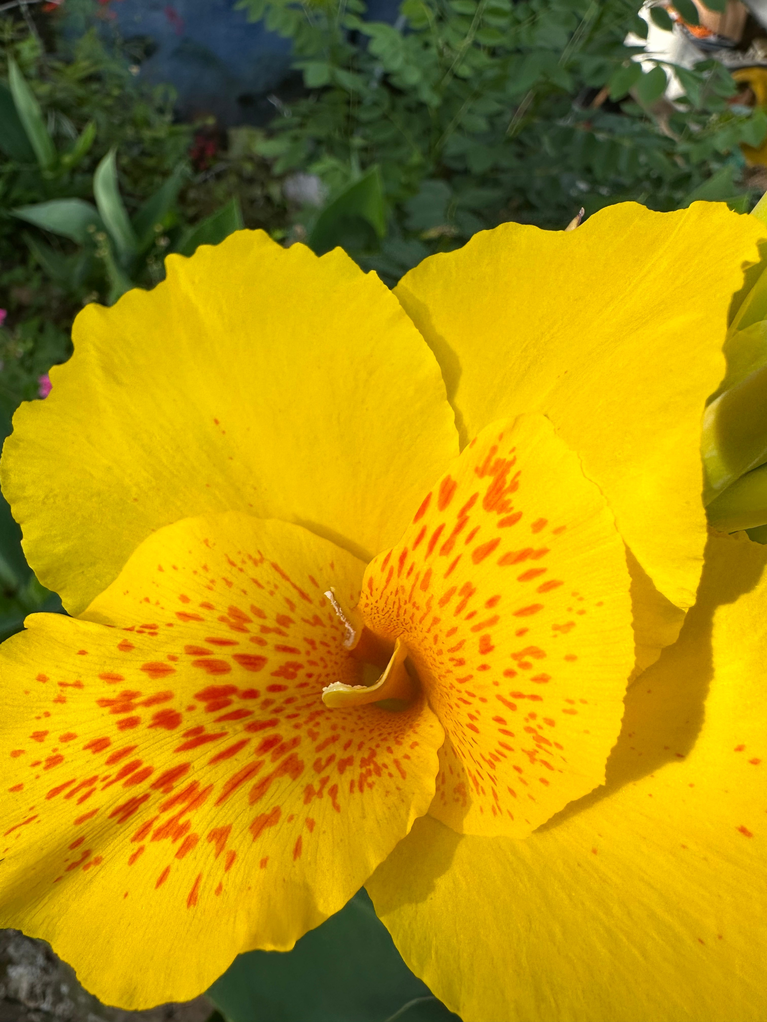 yellow flower